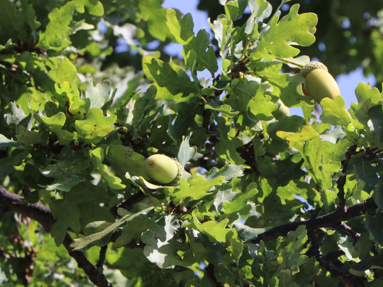 10 Stück Jungpflanzen deutsche Eiche Quercus Robur im Topf 35-50cm 