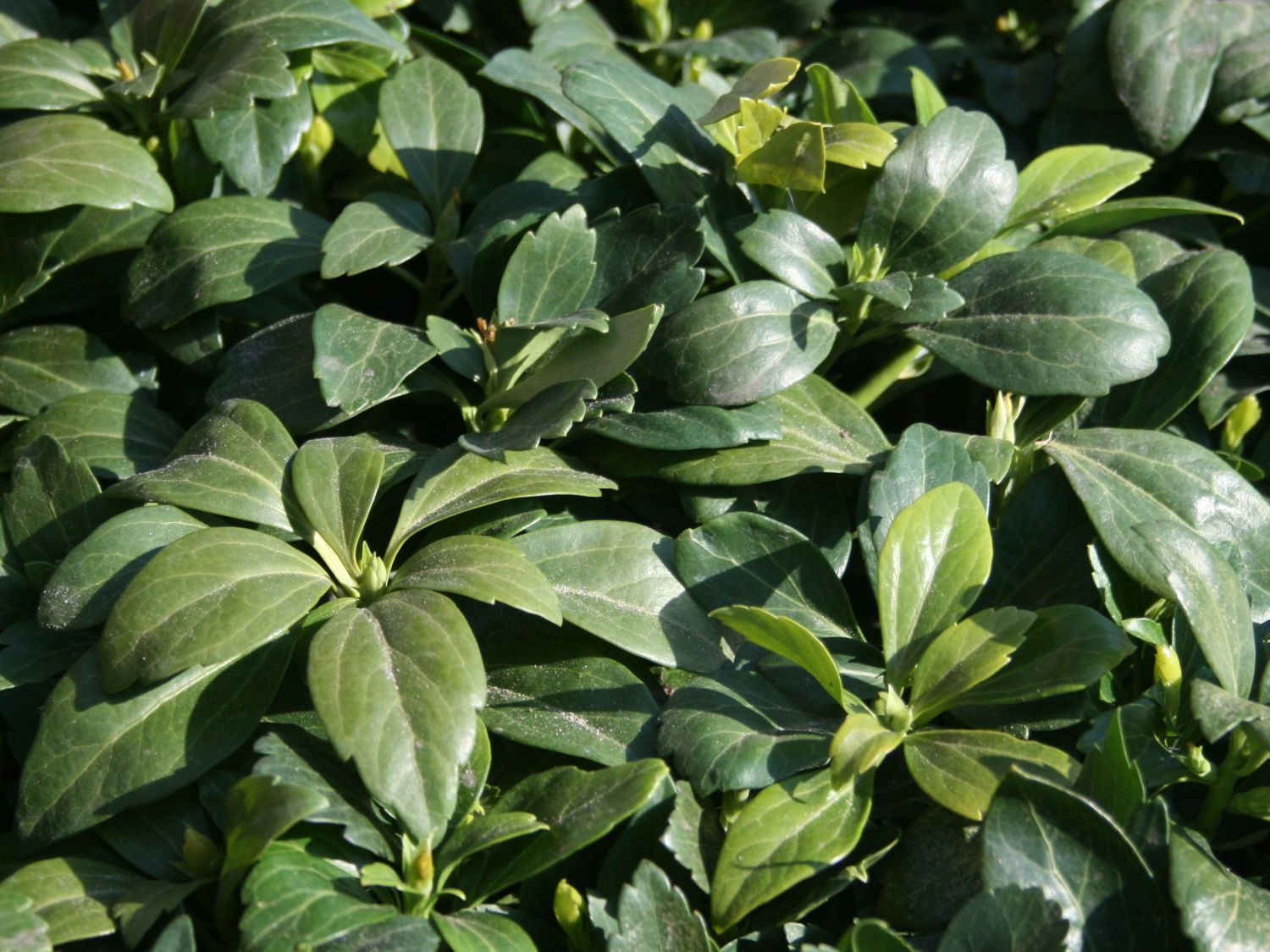 Niedriges Dickmännchen / Niedriges Schattengrün \'Compacta\' - Pachysandra  terminalis \'Compacta\' - Baumschule Horstmann