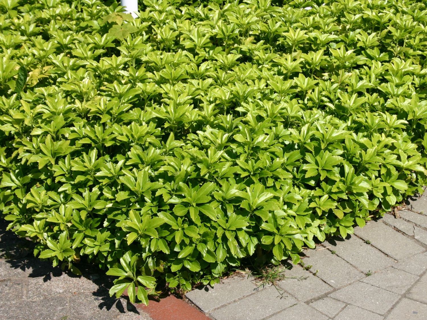 Dickmännchen / Schattengrün - Pachysandra terminalis - Baumschule Horstmann