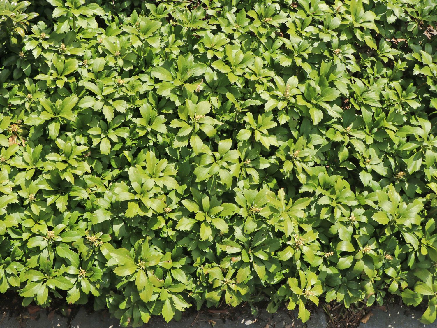 Dickmännchen / Schattengrün - Pachysandra terminalis - Baumschule Horstmann