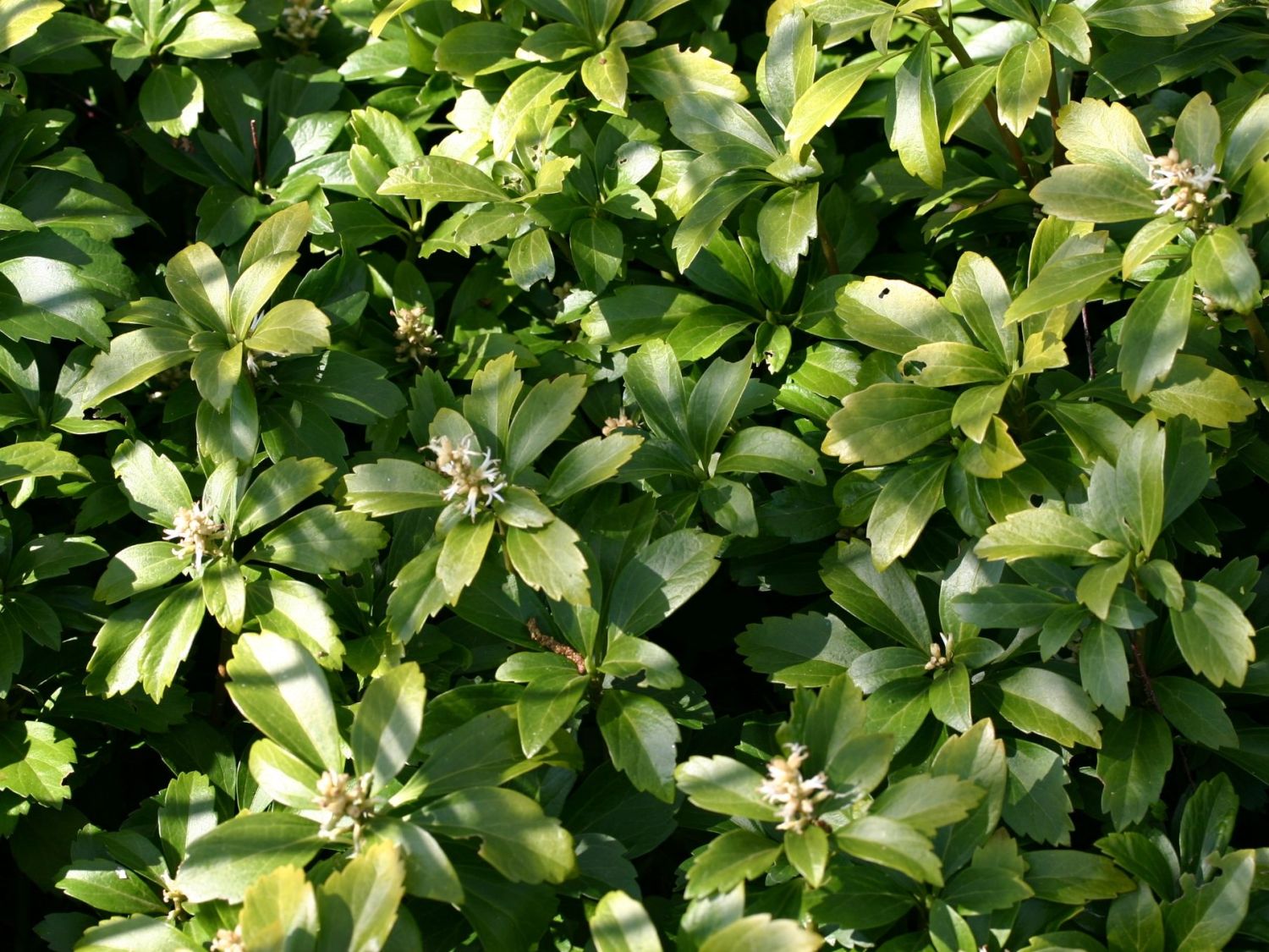 Dickmännchen / Schattengrün Horstmann - terminalis - Pachysandra Baumschule