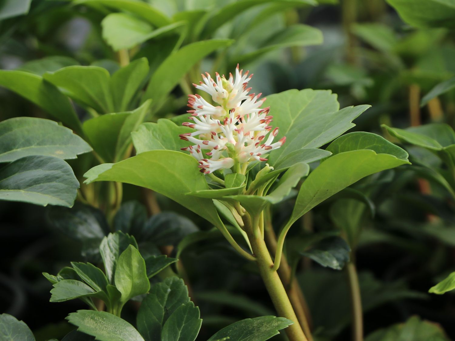 Dickmännchen / Schattengrün - Pachysandra terminalis - Baumschule Horstmann