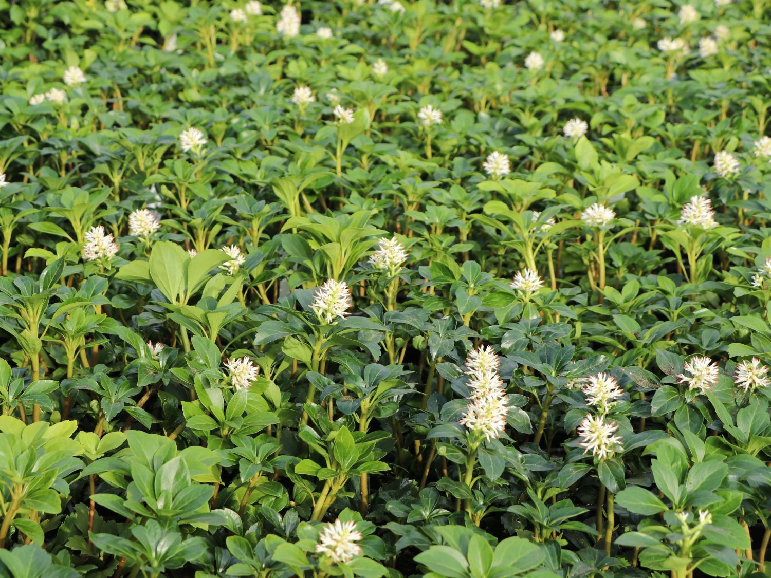 Dickmännchen / Schattengrün - Pachysandra terminalis - Baumschule Horstmann