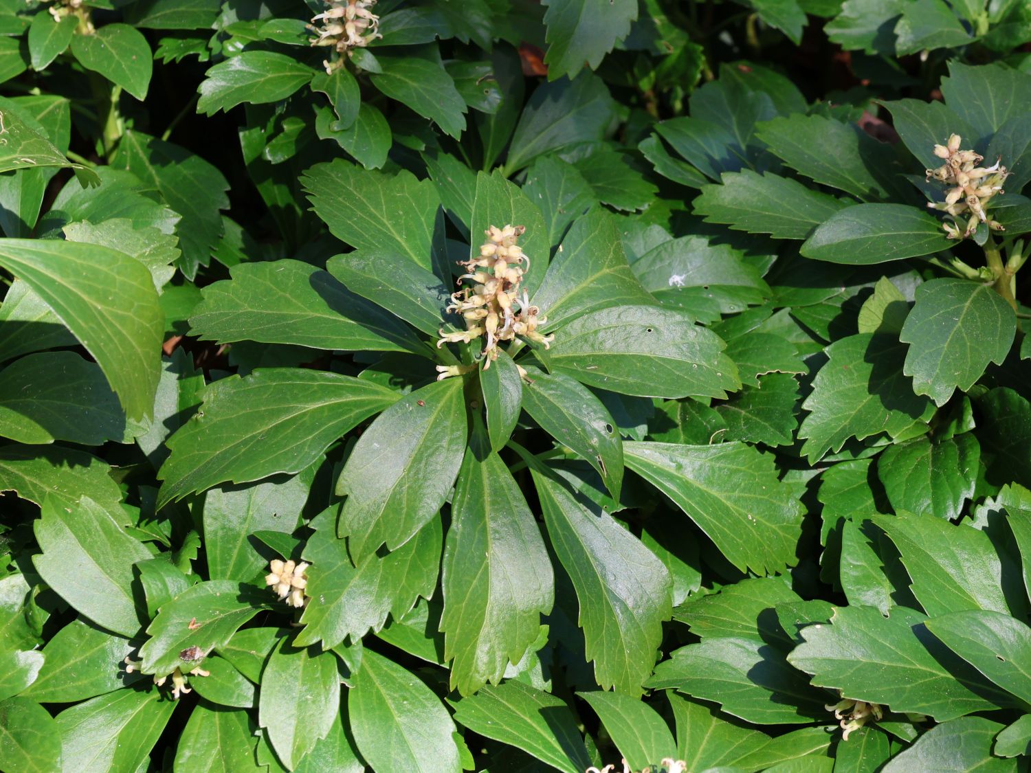 Dickmännchen / terminalis - Baumschule Schattengrün Pachysandra Horstmann 