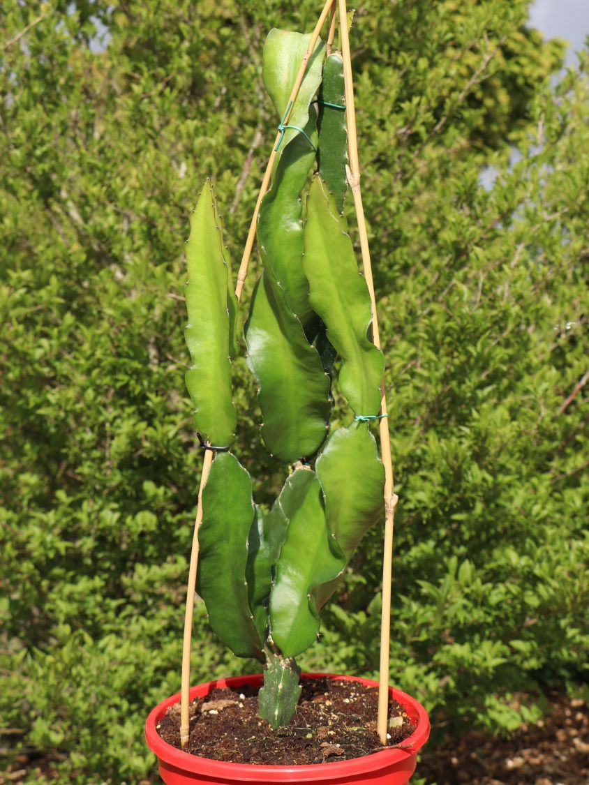drachenfrucht / dragon fruit / chacam - hylocereus undatus