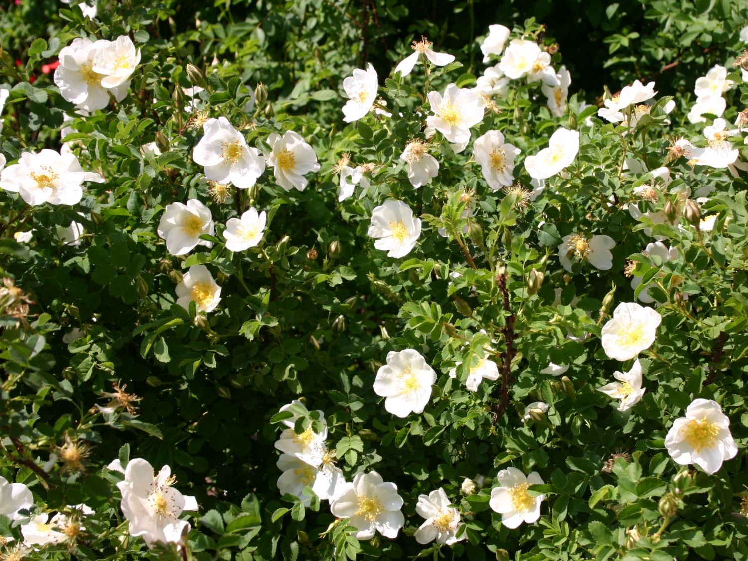 Dünenrose / Bibernellrose - Rosa pimpinellifolia -