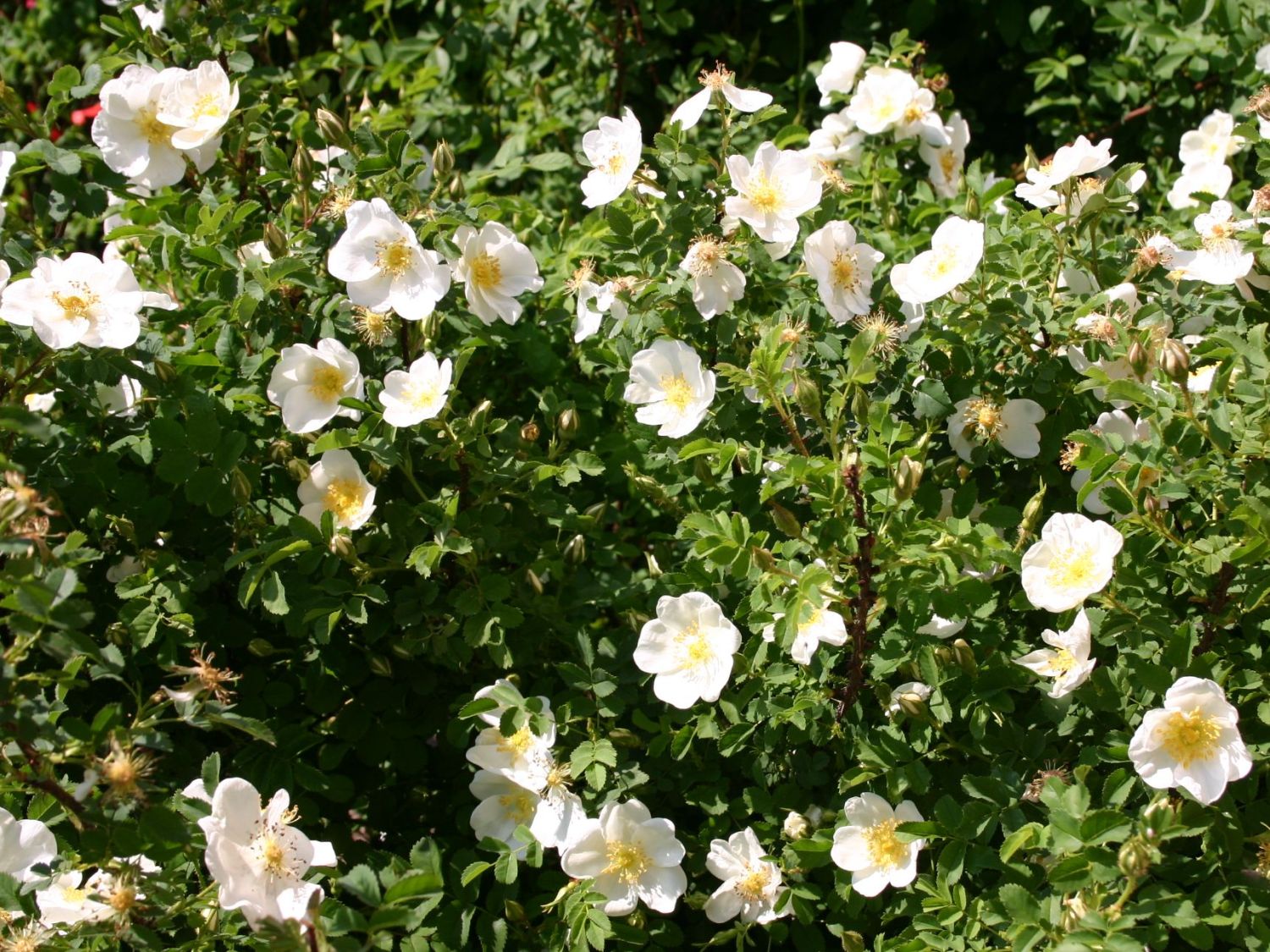 / Bibernellrose - Rosa pimpinellifolia - Baumschule Horstmann