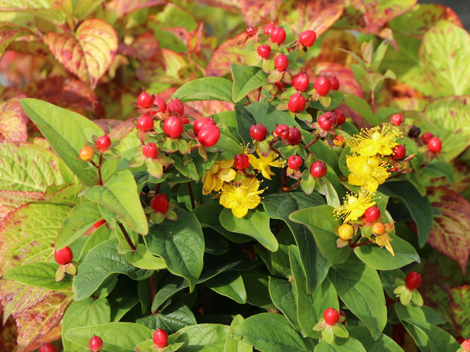 Duftloses Johanniskraut 'Magical Red' - Hypericum inodorum 'Magical Red' -  Baumschule Horstmann