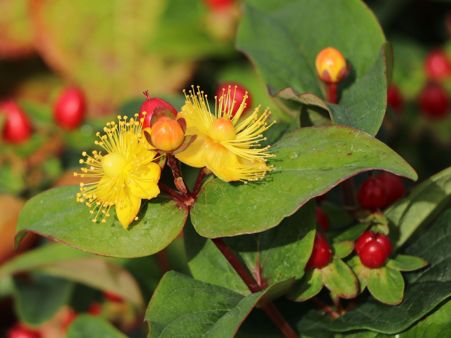 Duftloses Johanniskraut 'Magical Red' - Hypericum inodorum 'Magical Red' -  Baumschule Horstmann