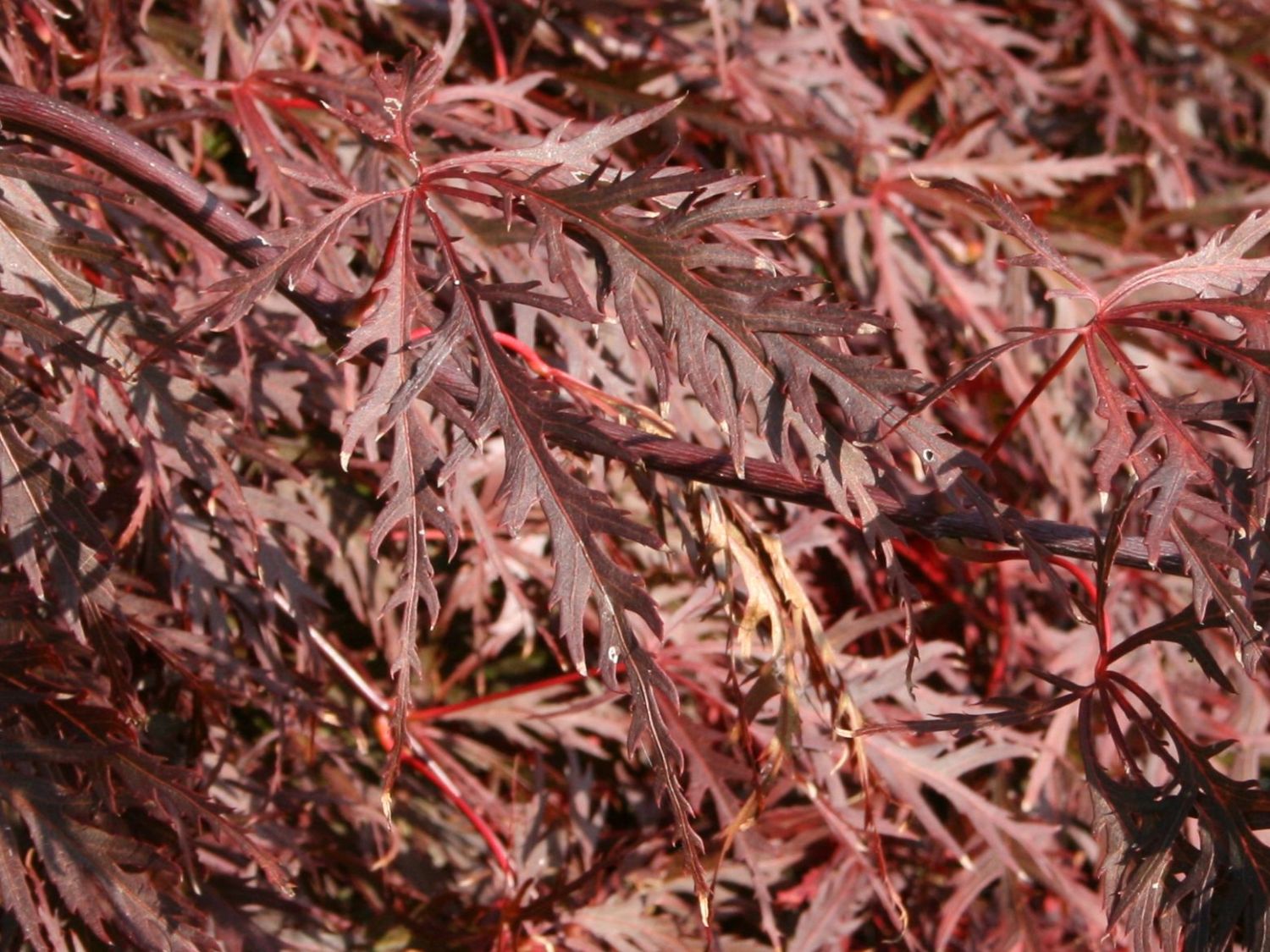 Dunkelroter Schlitzahorn &amp;#39;Dissectum Atropurpureum&amp;#39; / &amp;#39;Ornatum&amp;#39; - Acer ...