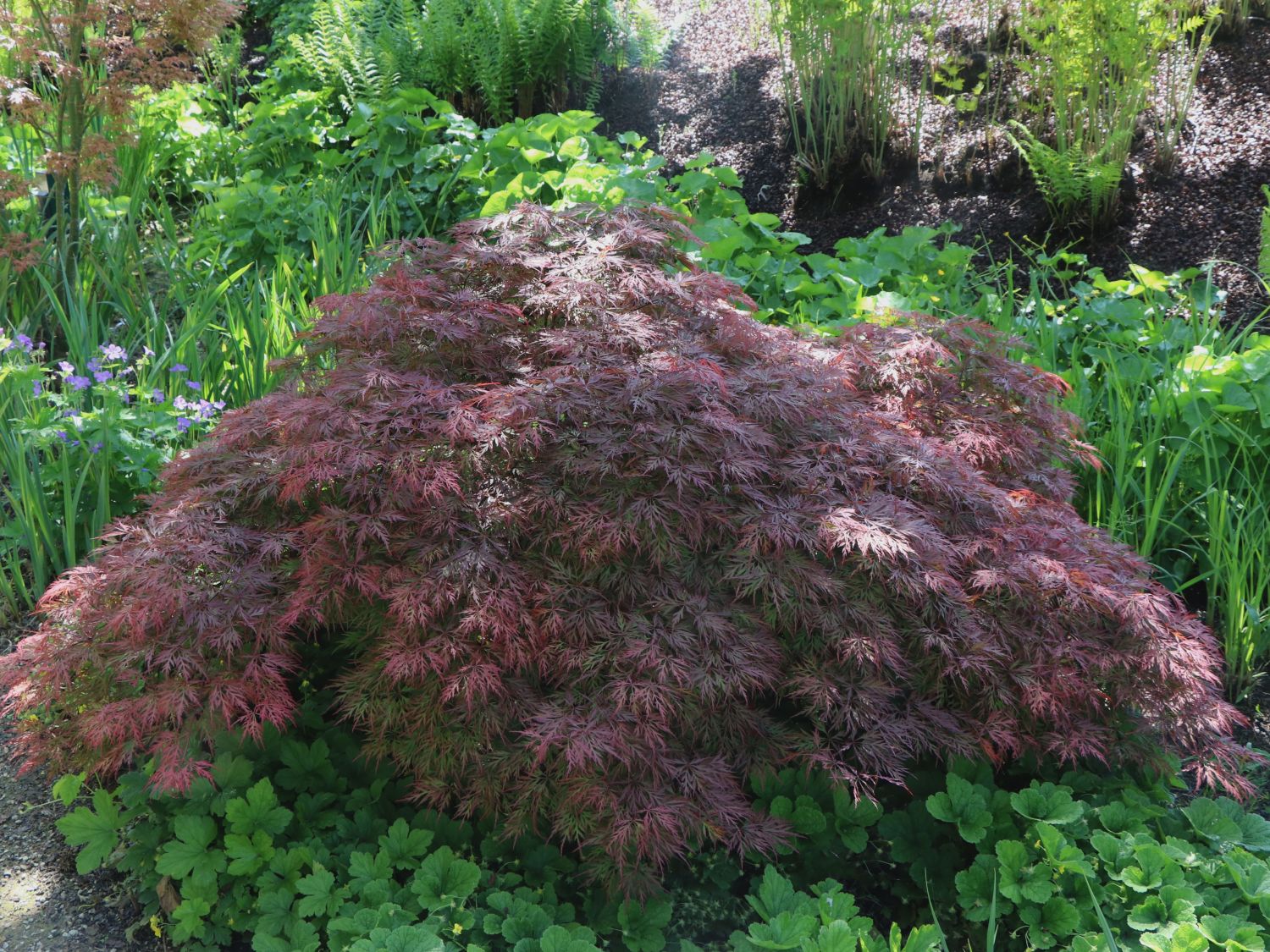 dunkelroter Schlitzahorn - Acer palmatum &amp;#39;Dissectum Atropurpureum ...