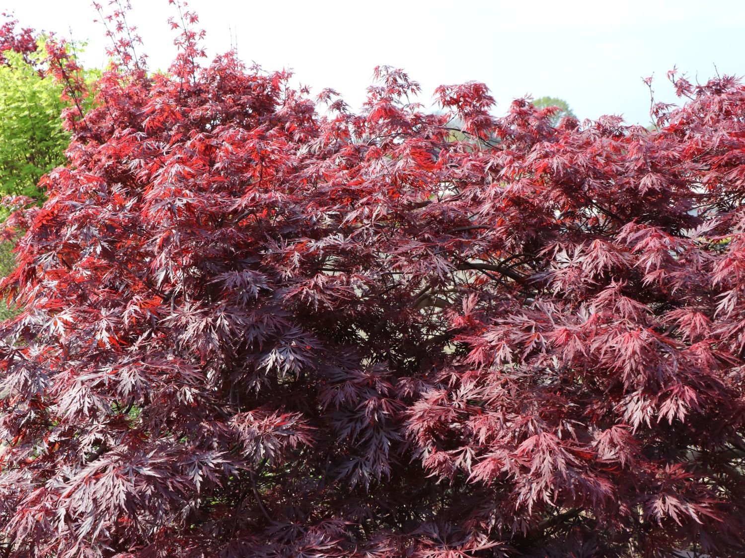 dunkelroter Schlitzahorn - Acer palmatum &amp;#39;Dissectum Atropurpureum ...