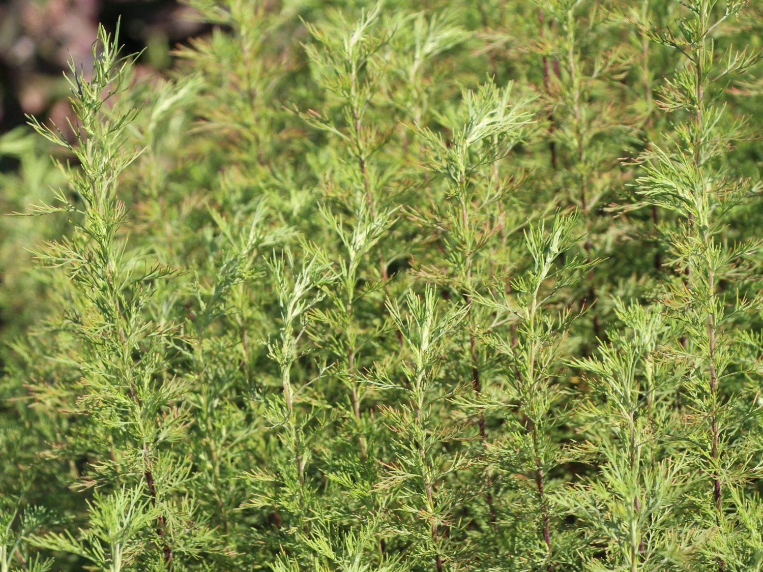 Eberraute Artemisia abrotanum Baumschule Horstmann