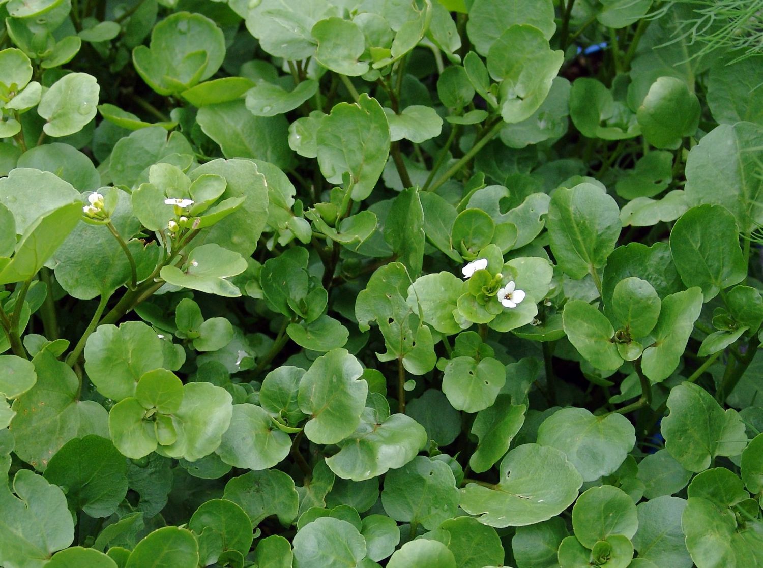 Echte Brunnenkresse (Nasturtium officinale) für Deinen Garten!