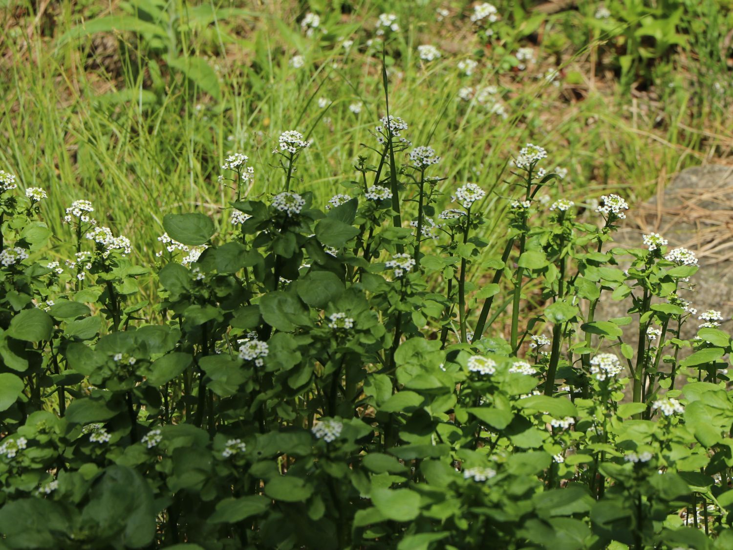 Echte Brunnenkresse (Nasturtium officinale) für Deinen Garten!