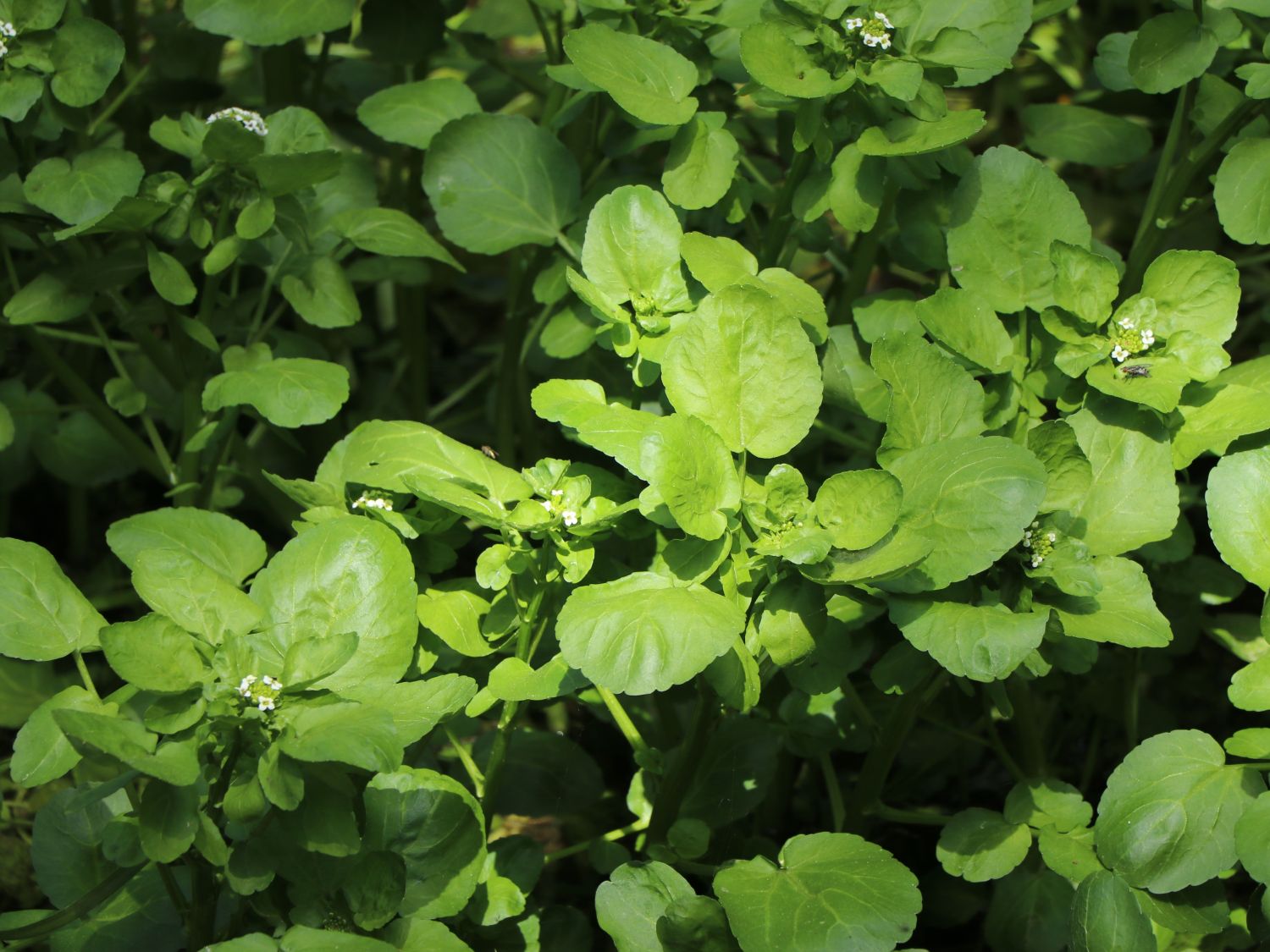 Echte Brunnenkresse (Nasturtium officinale) | Stauden-Wissen