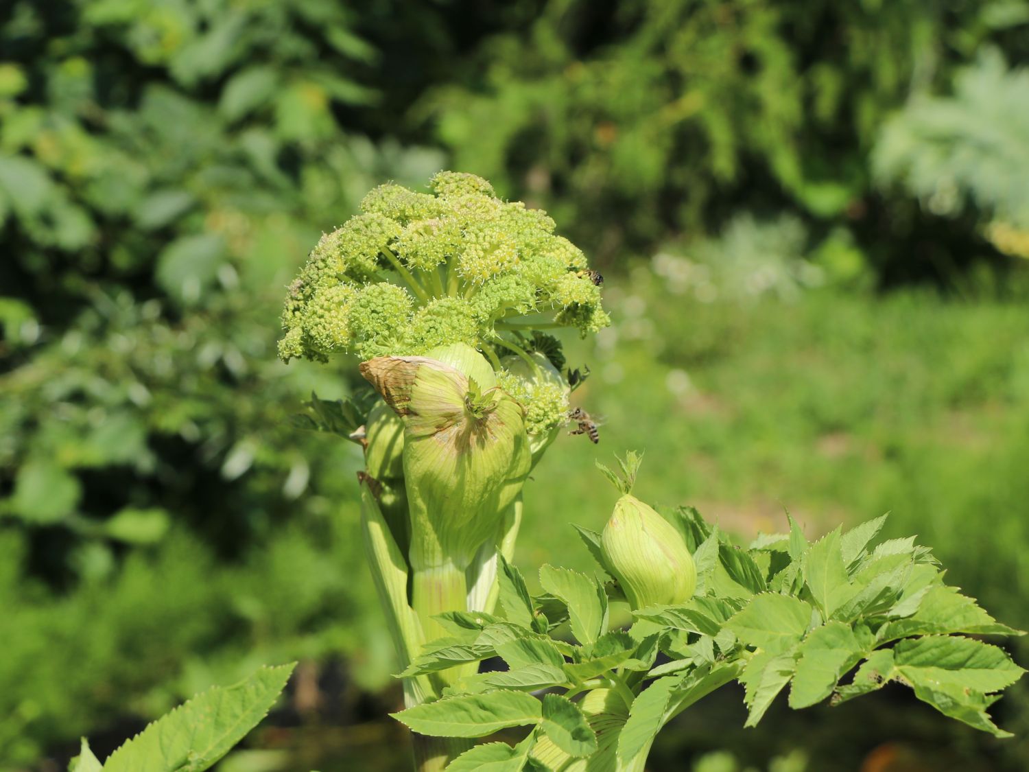 Echter Engelwurz winterhart   Angelika   Heilpflanze Angelica archangelica 