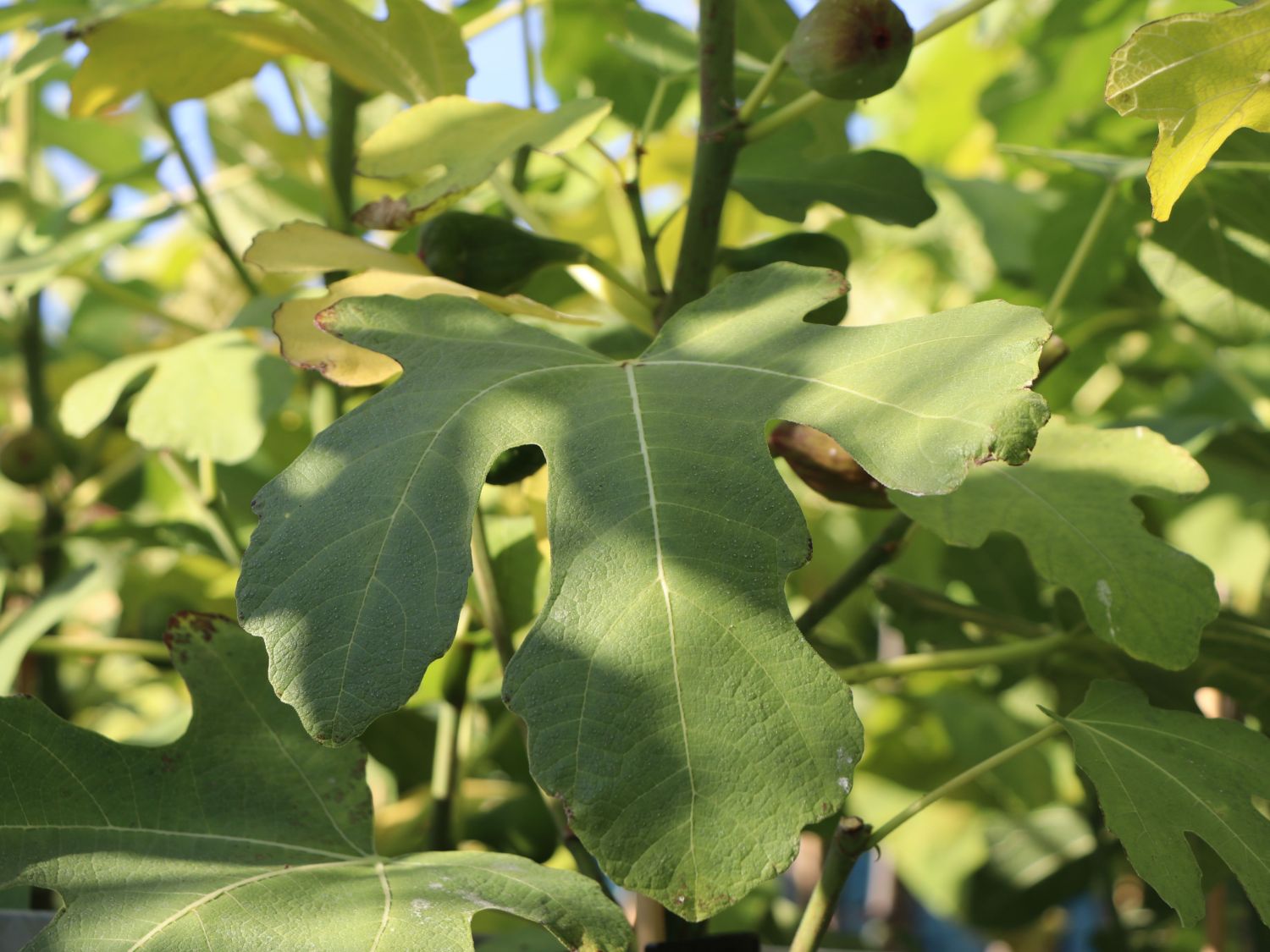 Echte Feige 'Perretta' - Ficus carica 'Perretta' - Baumschule Horstmann