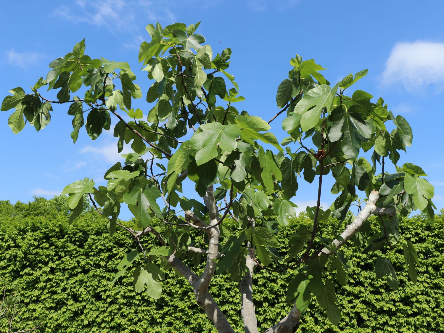 Echte Feige 'Perretta' - Ficus carica 'Perretta' - Baumschule Horstmann