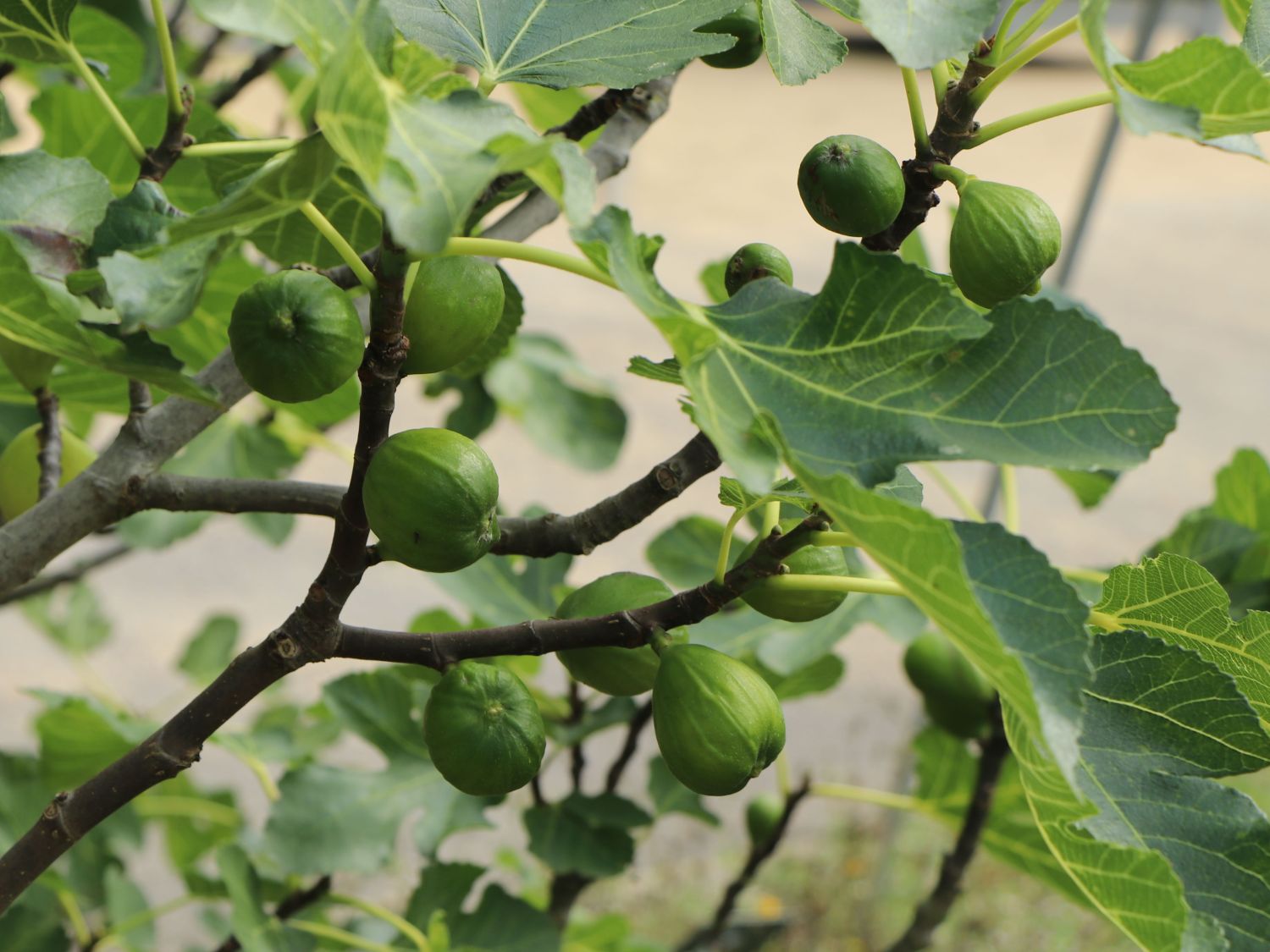 Echte Feige 'Perretta' - Ficus carica 'Perretta' - Baumschule Horstmann