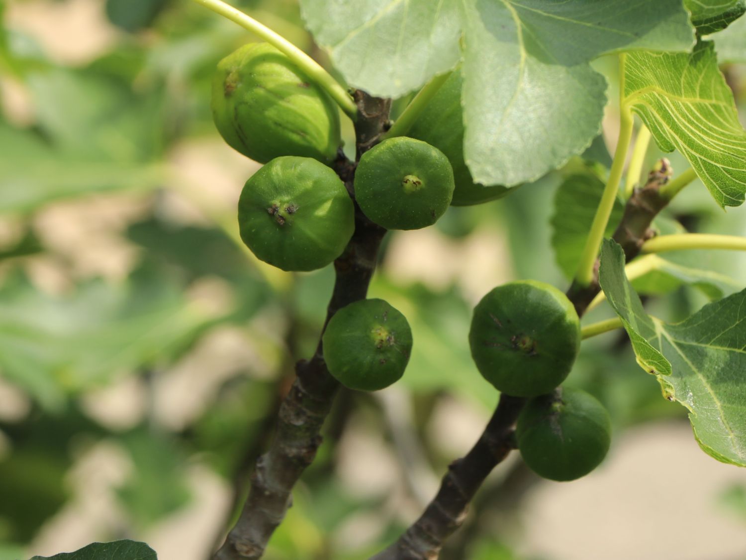 Echte Feige 'Perretta' - Ficus carica 'Perretta' - Baumschule Horstmann