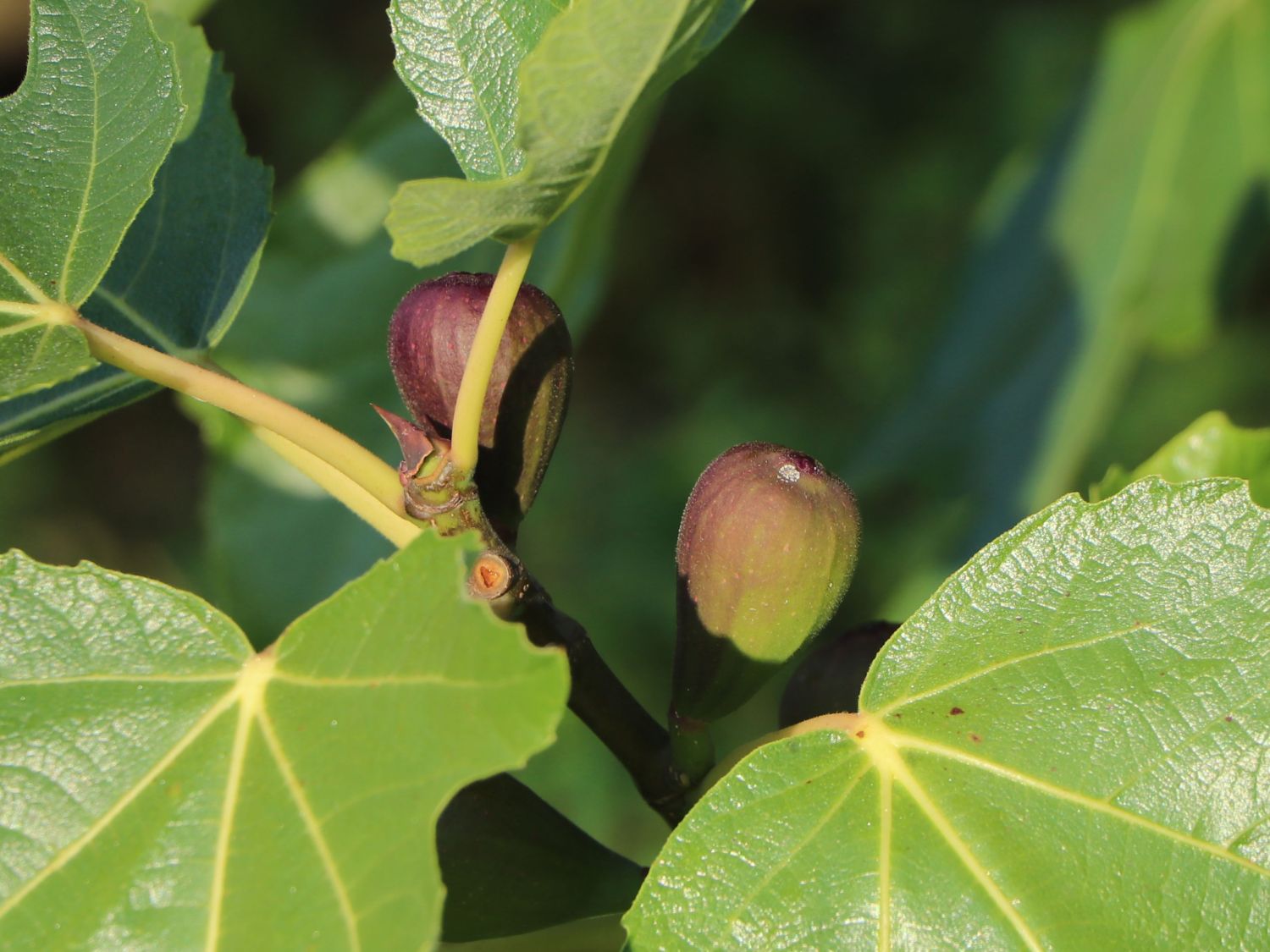 Echte Feige 'Pfälzer Fruchtfeige' - Ficus carica 'Pfälzer Fruchtfeige' -  Baumschule Horstmann