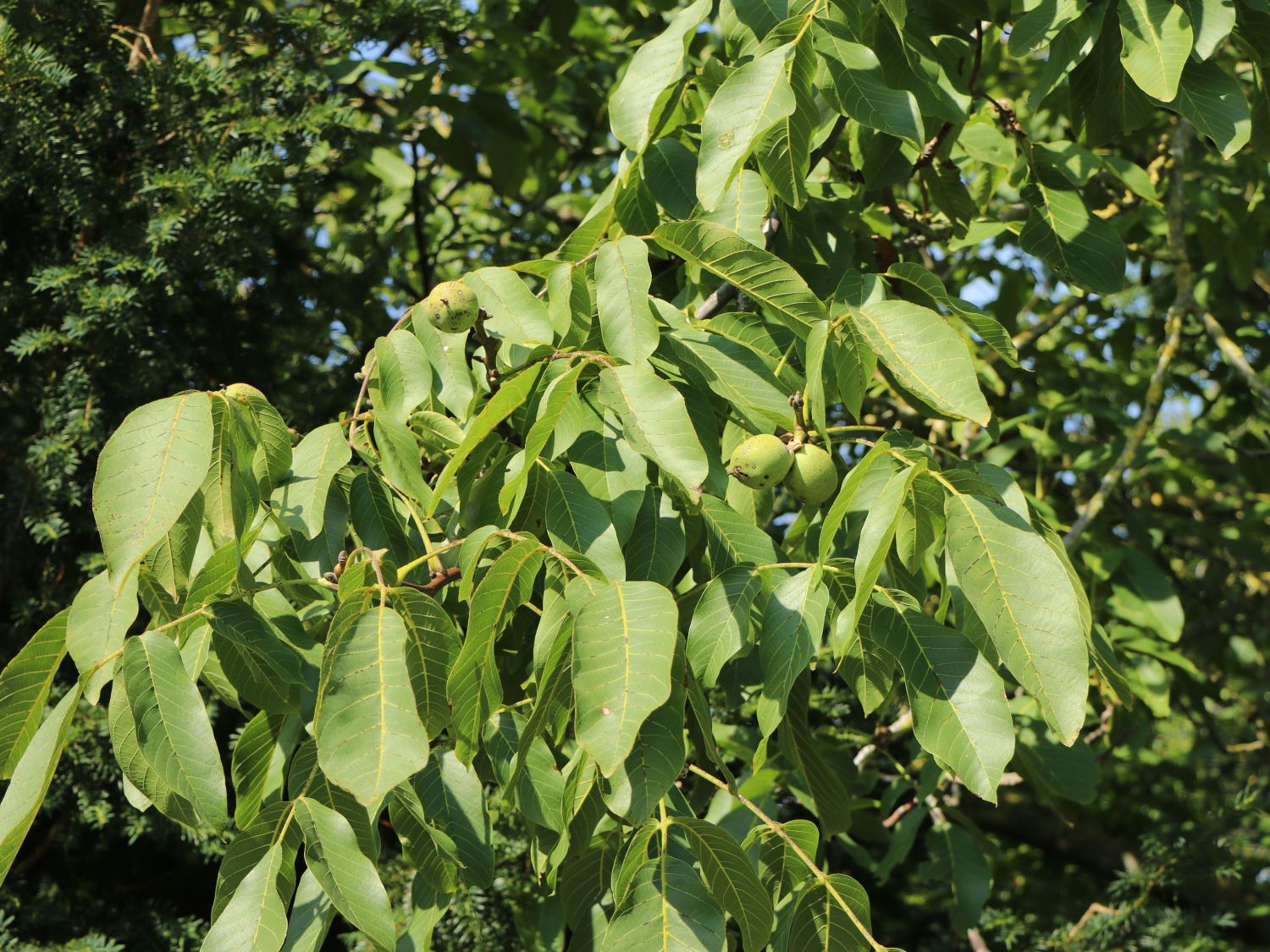 Echte Walnuss (aus Samen) - Juglans regia - Baumschule Horstmann