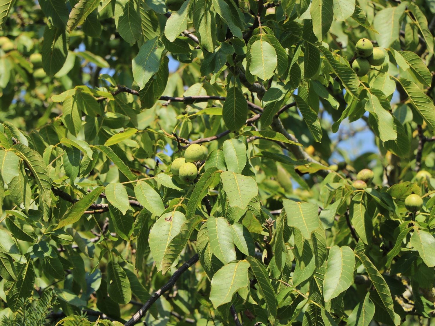 Echte Walnuss (aus Samen) - Juglans regia - Baumschule Horstmann