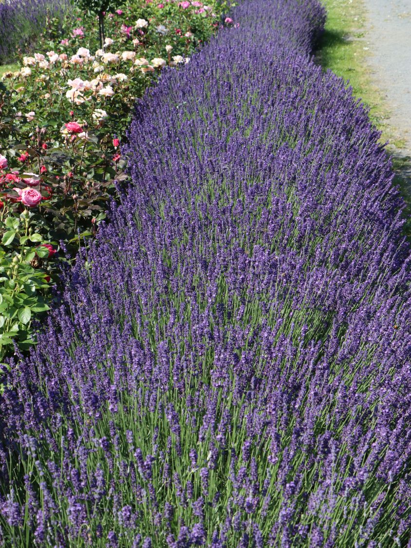 Bodendecker Zwischen Lavendel
