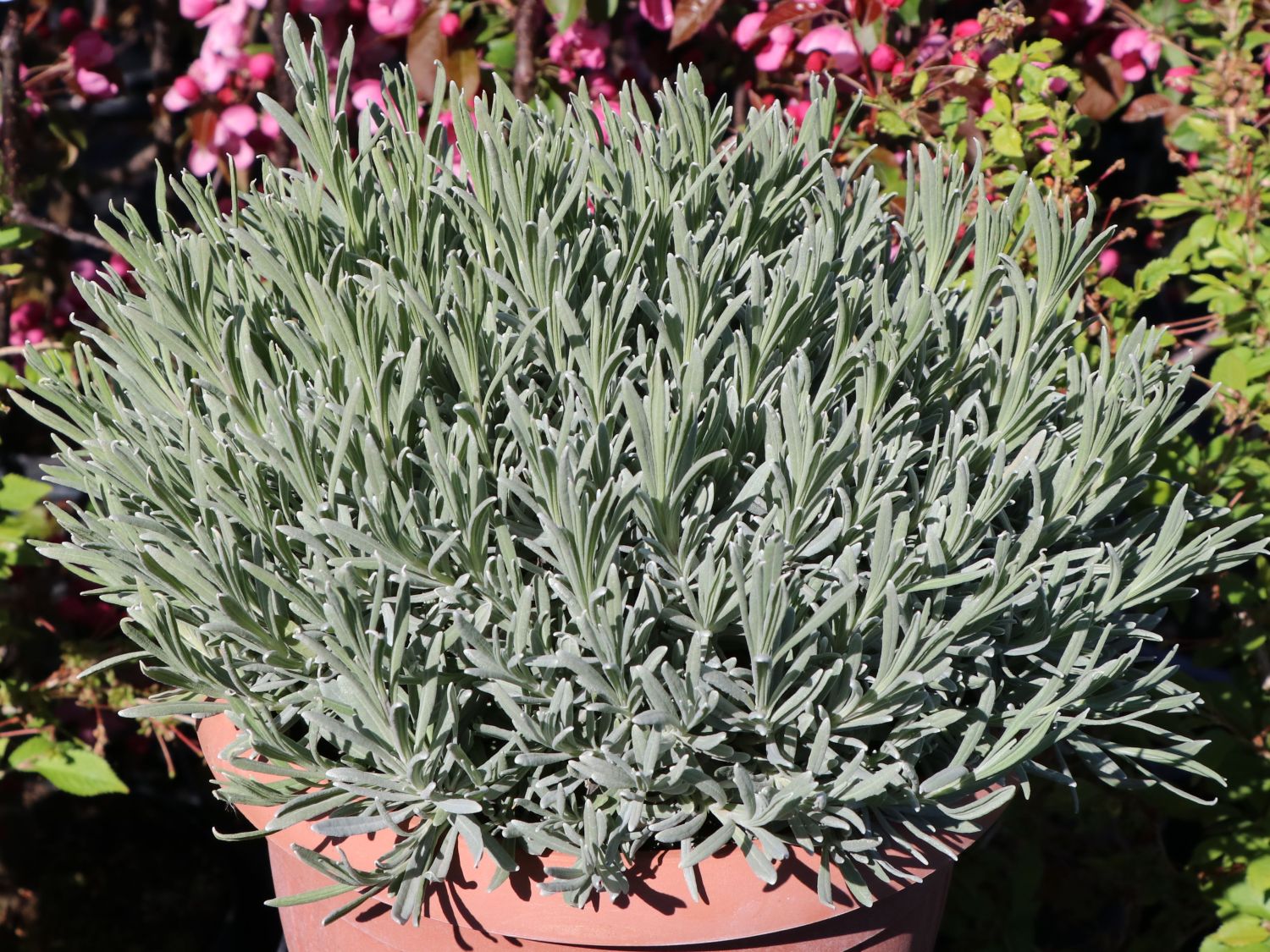 UNUS Garden Echter Lavendel Pflanze Lavandula Angustifolia Set Winterhart 