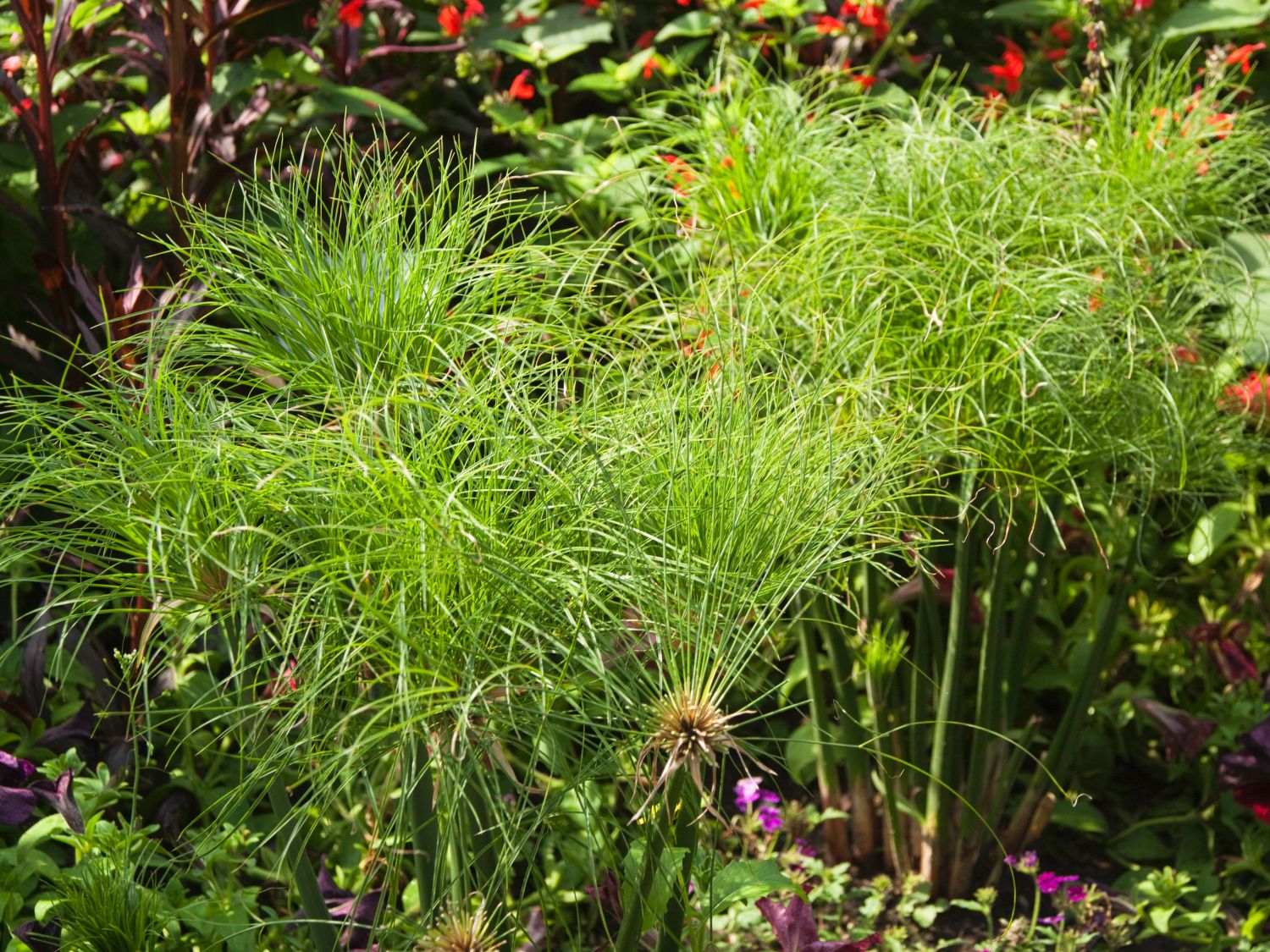 Zypergräser (Cyperus) Infos & Pflanzen dieser Gattung