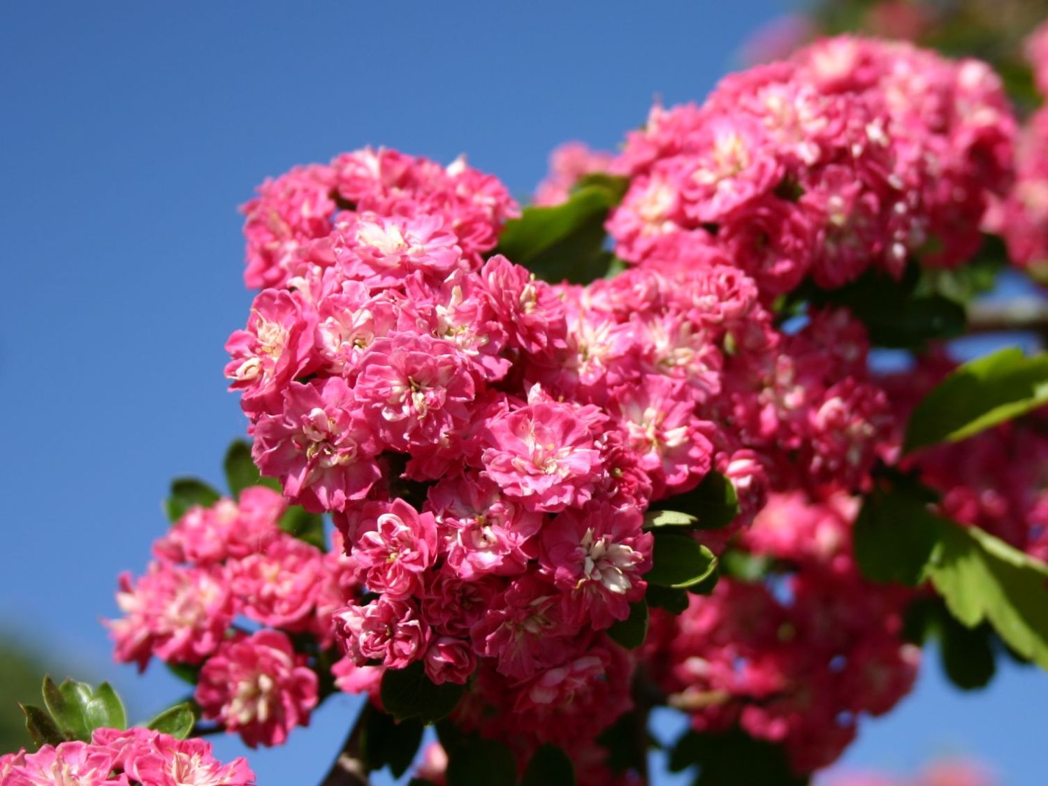 Echter Rotdorn &amp;#39;Paul&amp;#39;s Scarlet&amp;#39; - Crataegus laevigata &amp;#39;Paul&amp;#39;s Scarlet ...