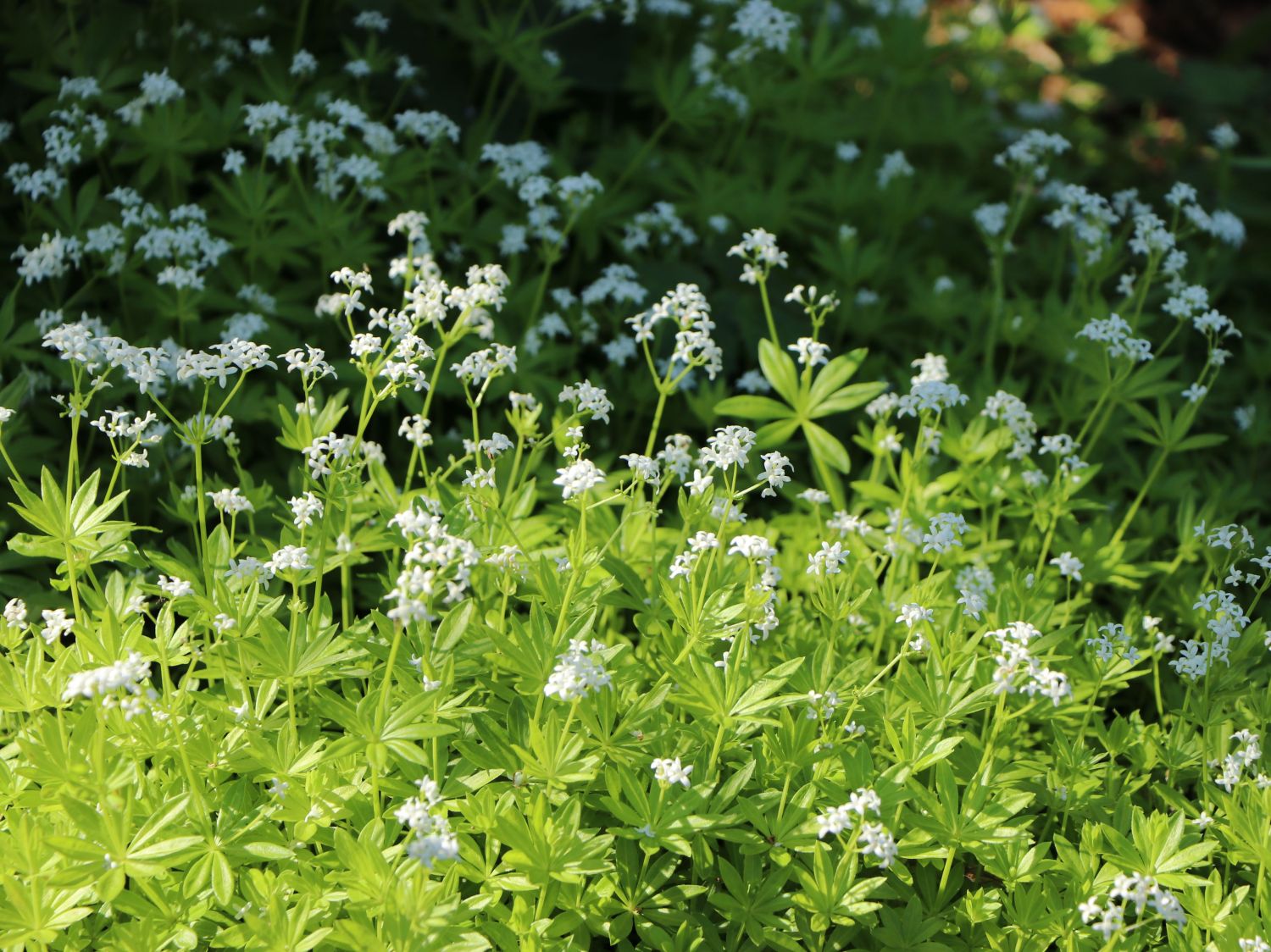 Echter Waldmeister (Galium odoratum) - perfekte Stauden &amp; Ratgeber