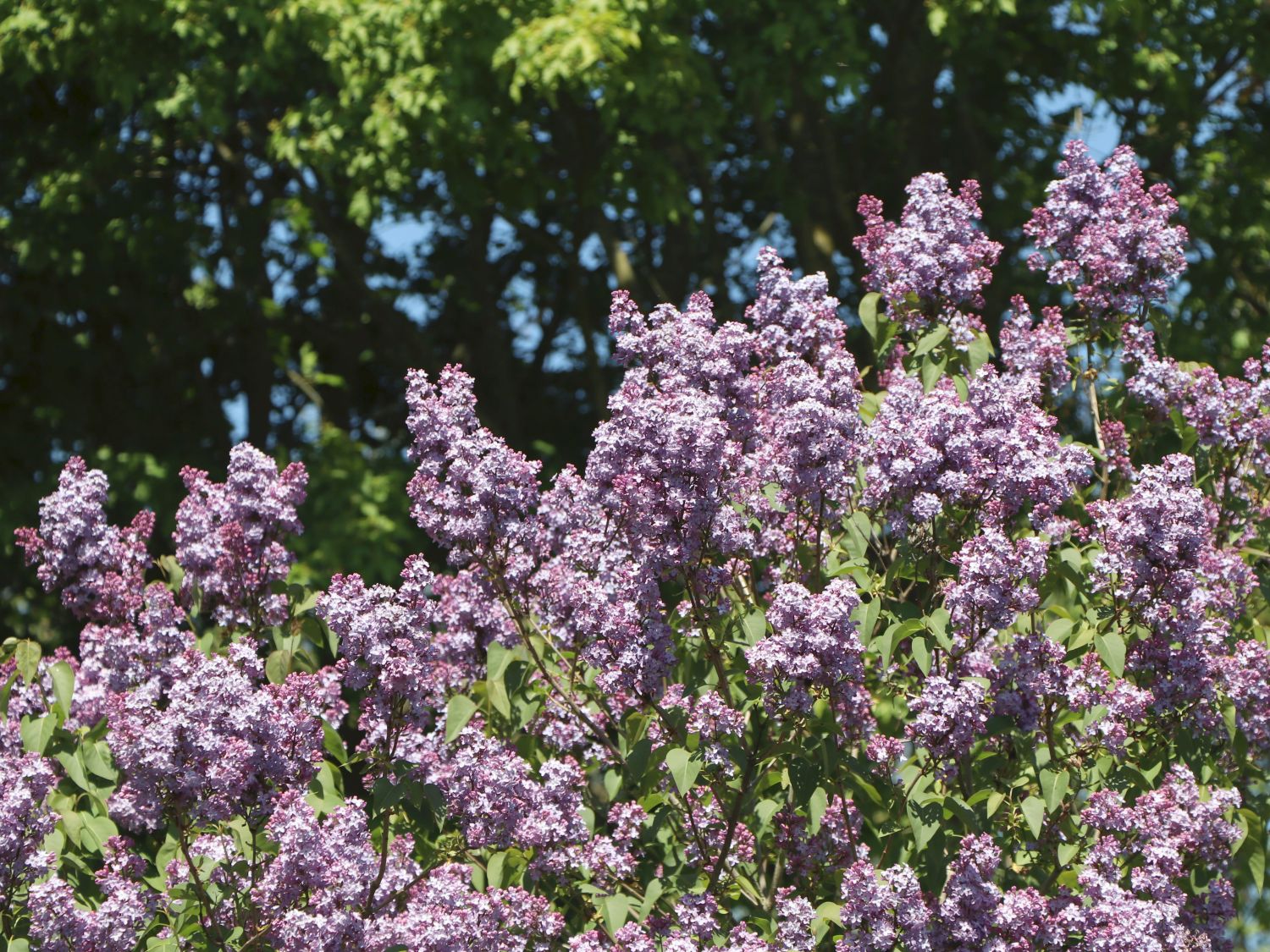 Edelflieder 'Amethyst' - Syringa vulgaris 'Amethyst' - Baumschule Horstmann