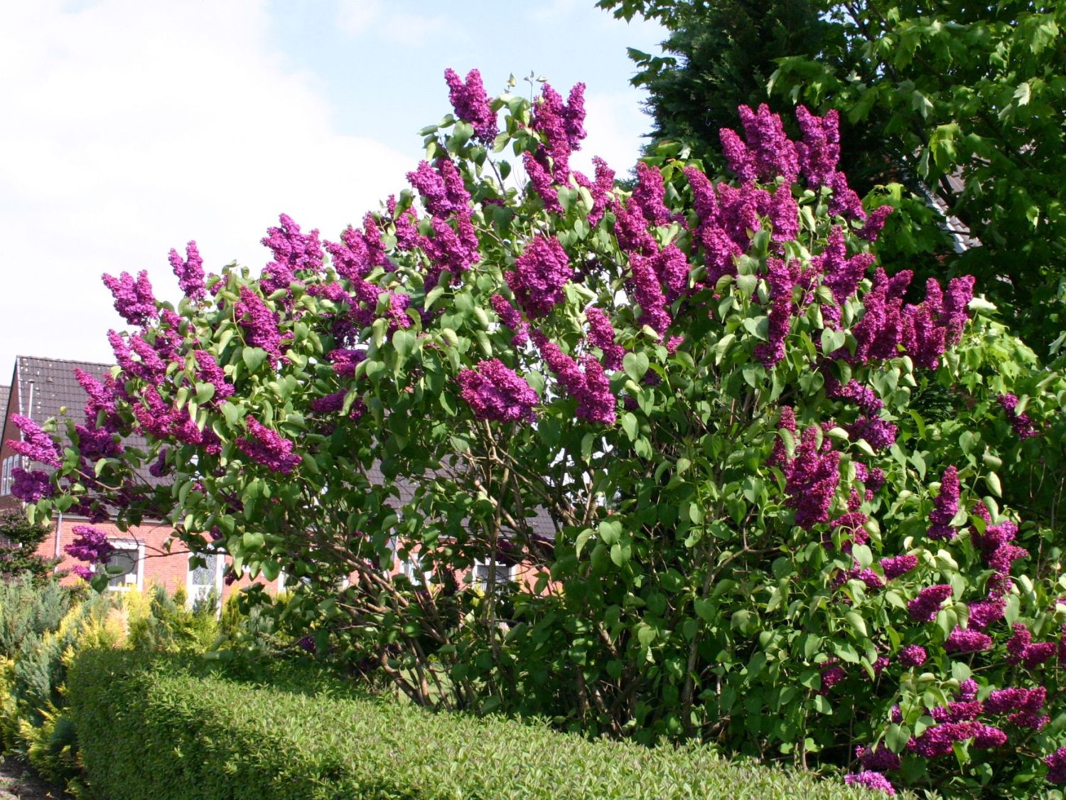 edelflieder-andenken-an-ludwig-sp-th-syringa-vulgaris-andenken-an