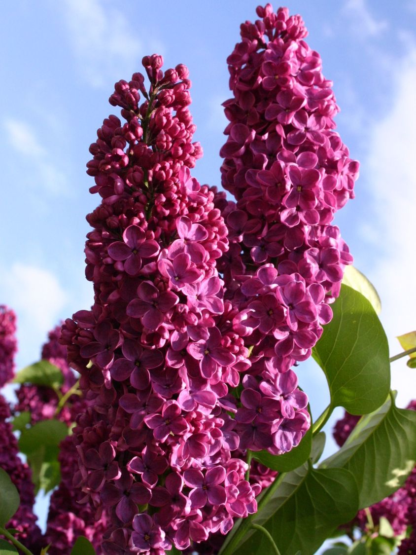 edelflieder-andenken-an-ludwig-sp-th-syringa-vulgaris-andenken-an