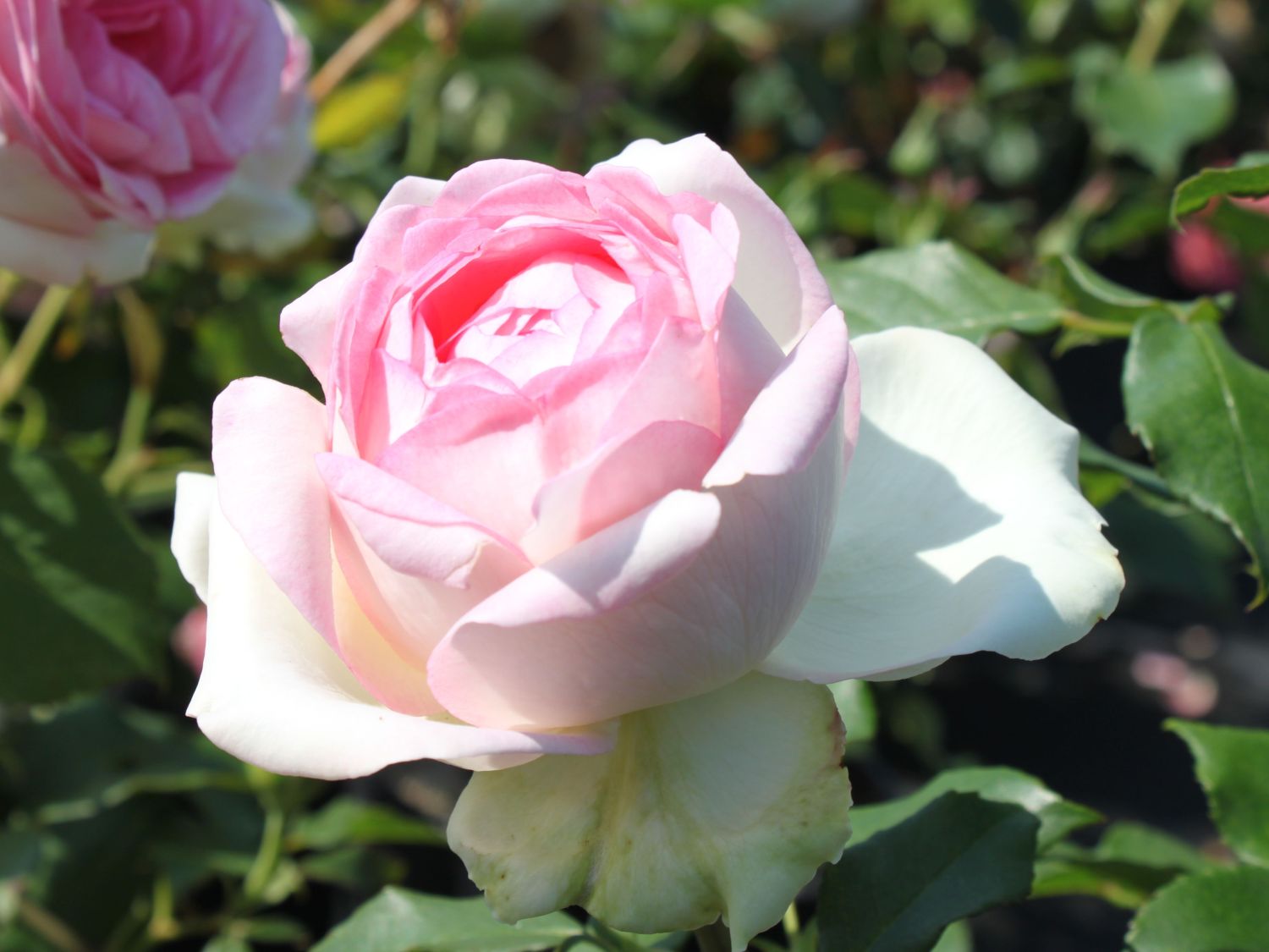 Rosen Garden\' Expertenwissen Schönste & \'Biedermeier - Edelrose