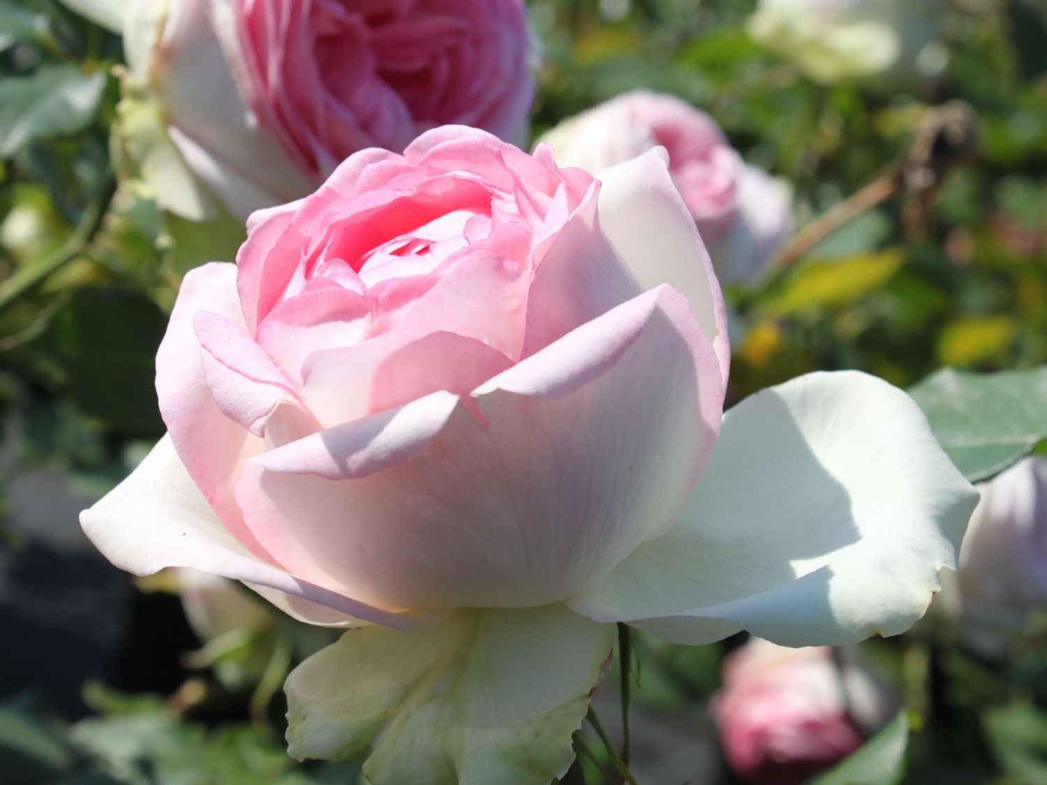 \'Biedermeier Garden\' & Expertenwissen - Edelrose Schönste Rosen