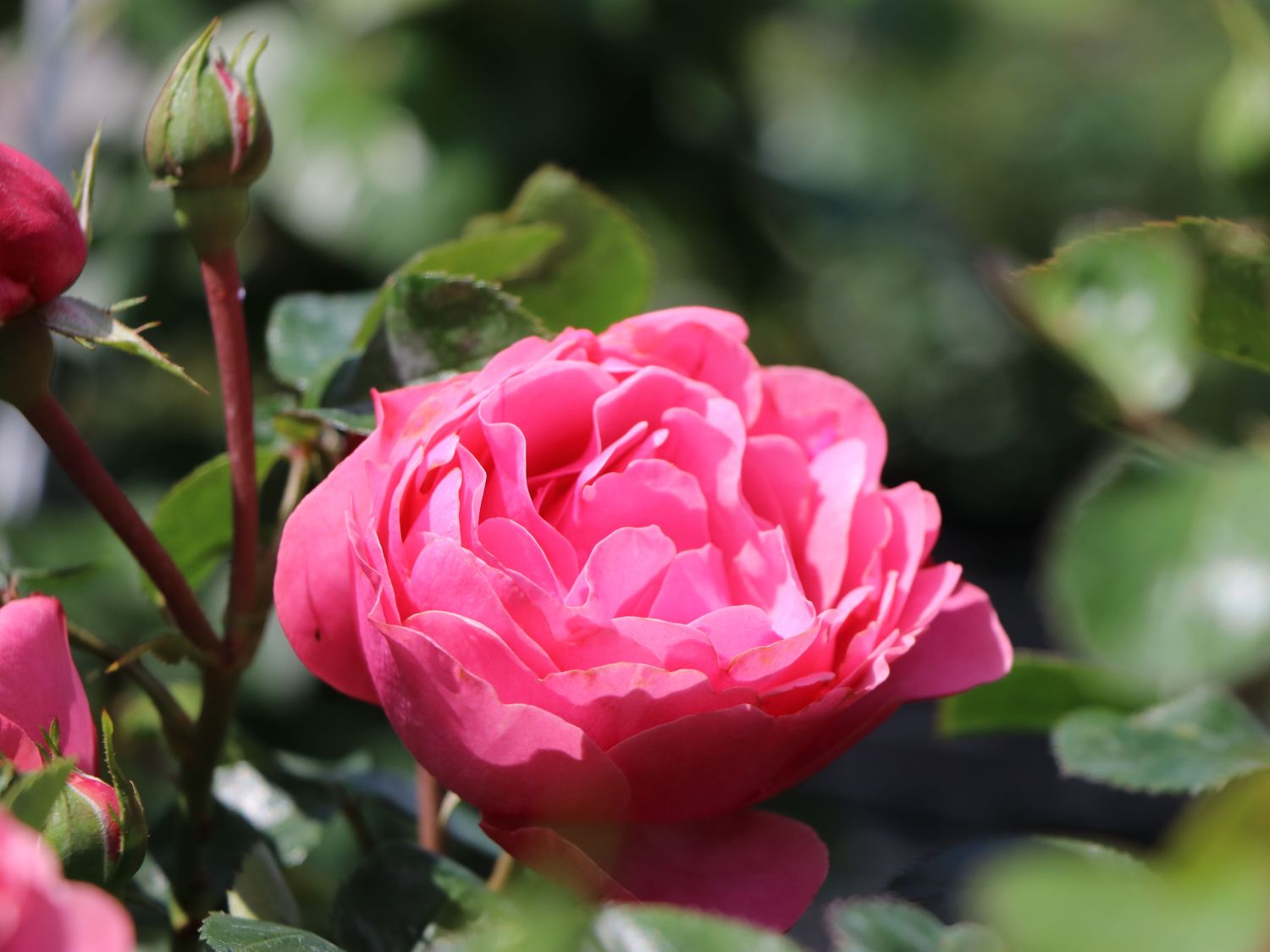 Edelrose Caprice De Meilland ® Expertenwissen Zu Dieser Rose 