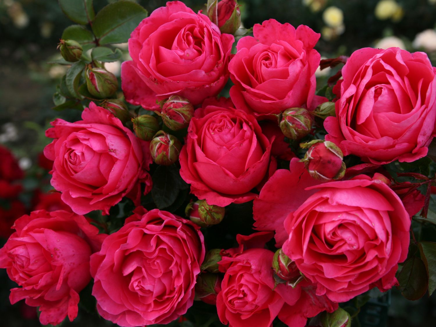 Edelrose Cherry Lady ® Finde Deine Neue Rose Online Ratgeber