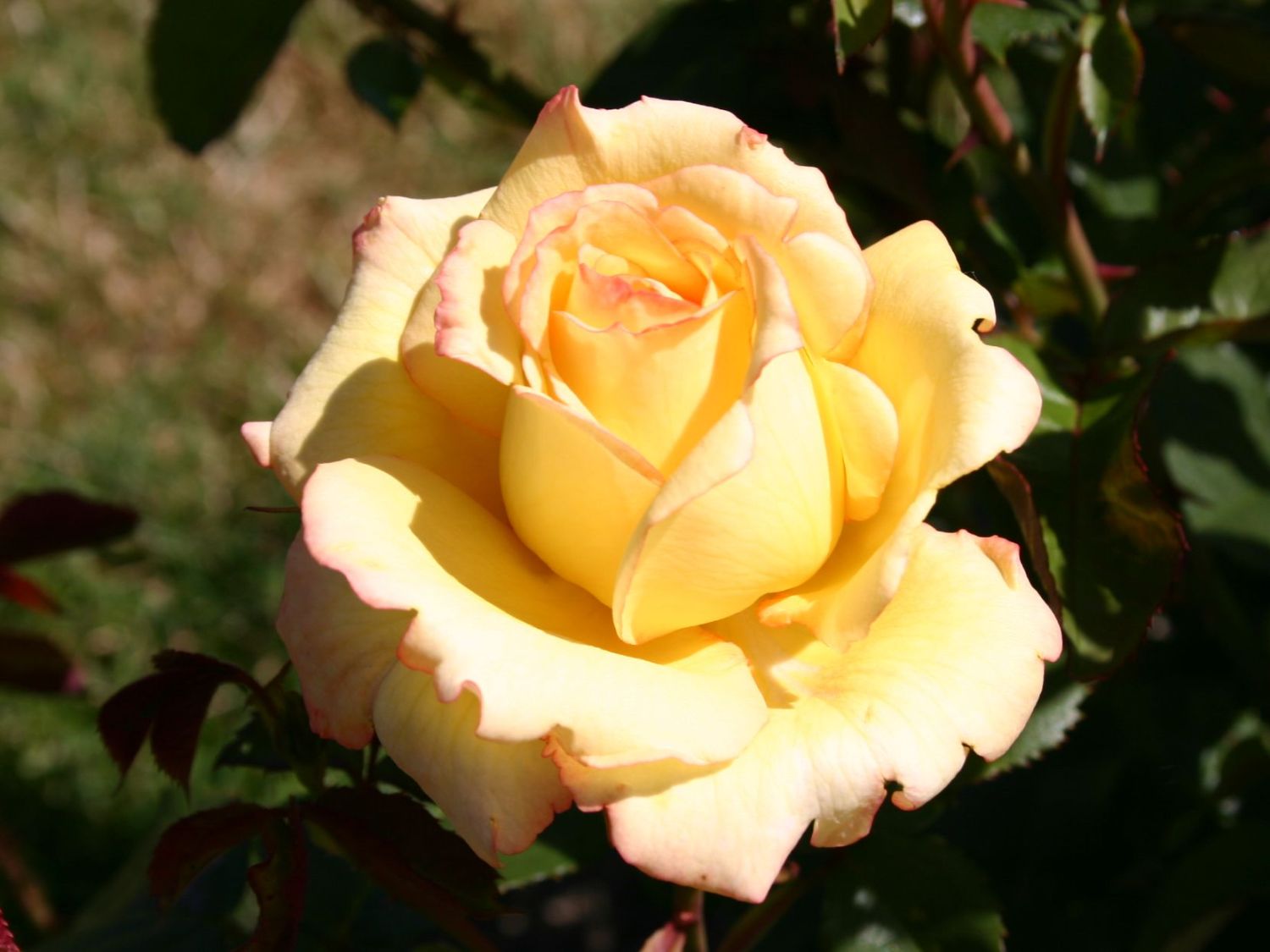 Runder Hautausschlag Mit Rotem Rand Bilder