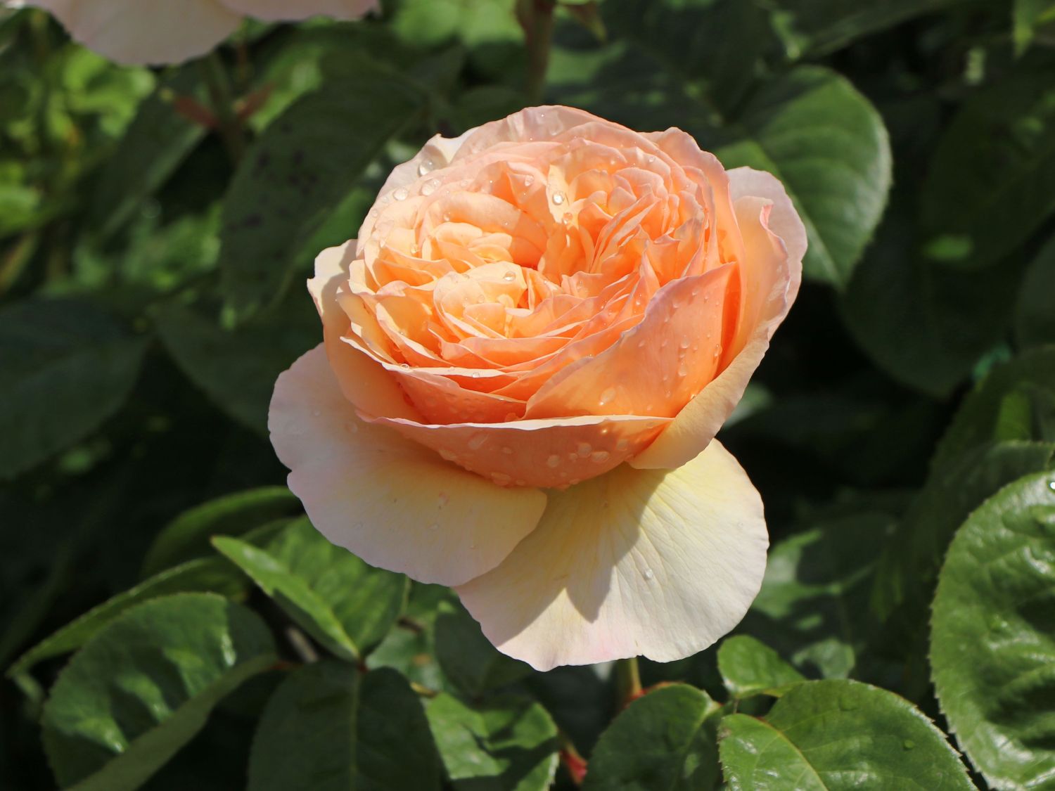 Edelrose 'Tropicana' ® Finde Deine neue Rose + Online Ratgeber