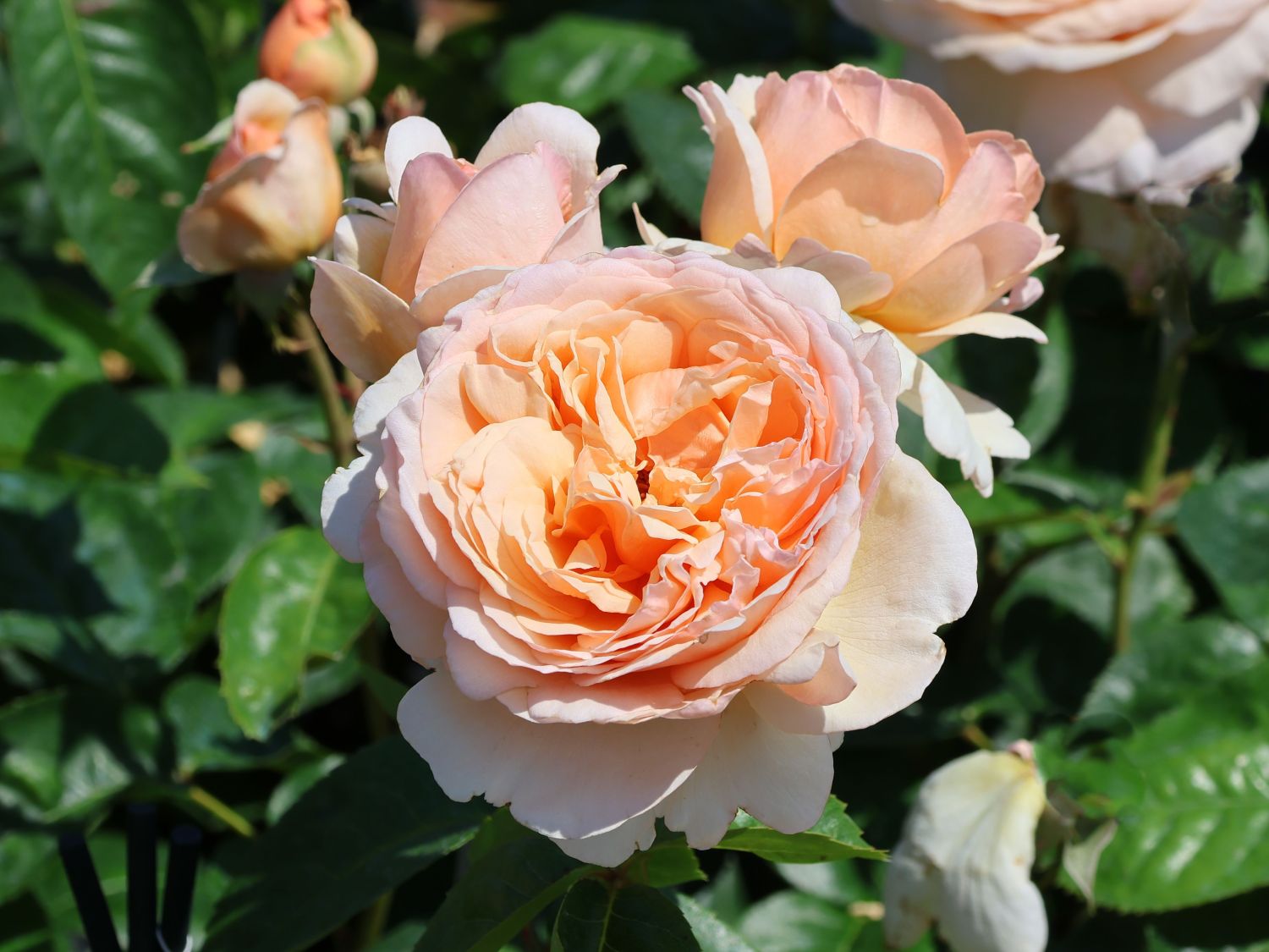 Edelrose 'Tropicana' ® Finde Deine neue Rose + Online Ratgeber