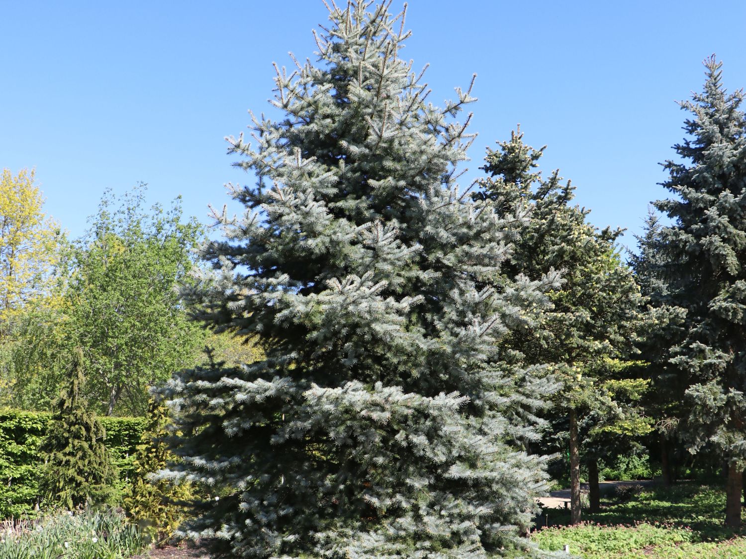 Blaufichte 'Edith' - Picea pungens 'Edith' - Baumschule Horstmann