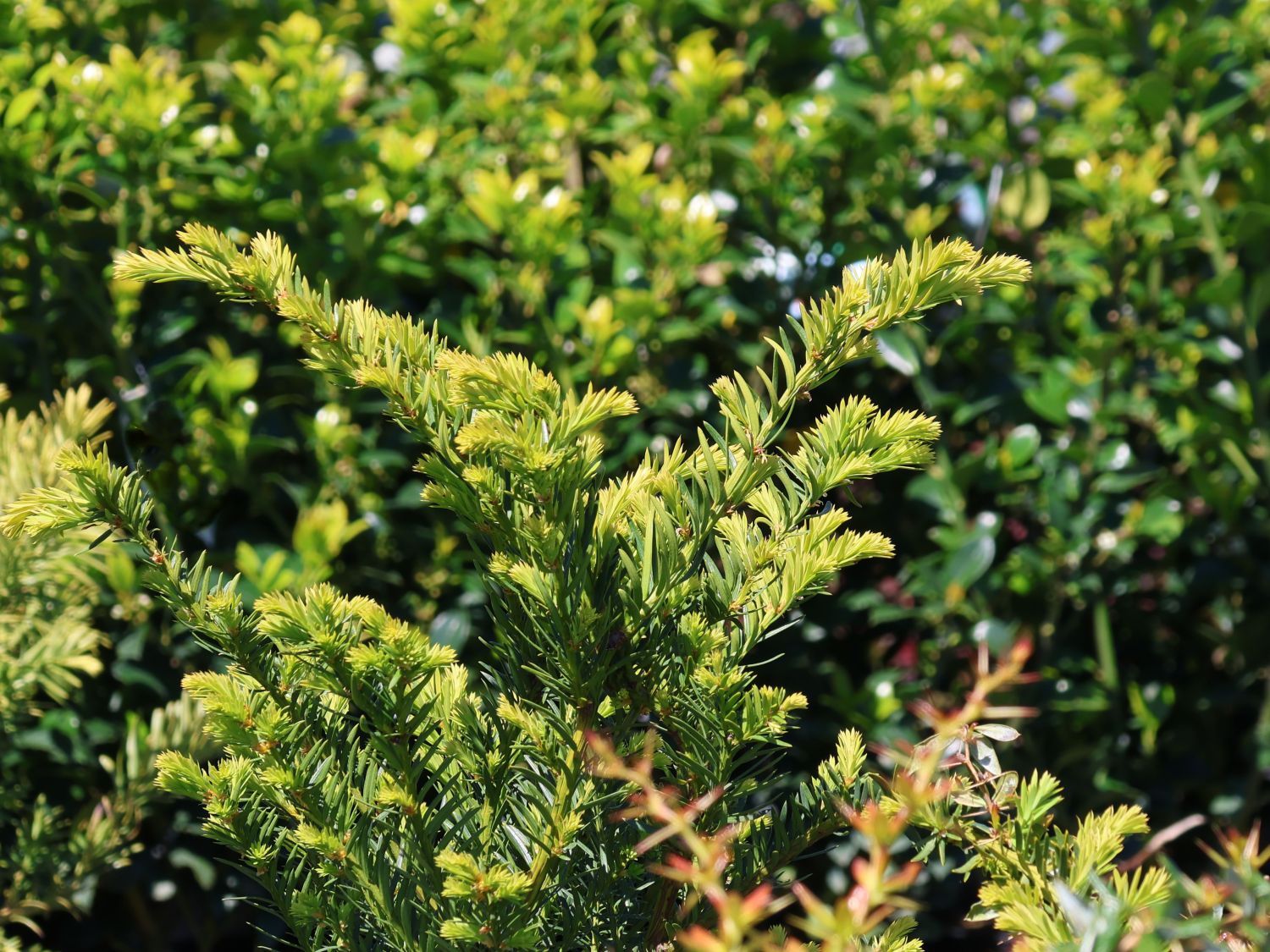Eibe 'Farmen' - Taxus media 'Farmen' - Baumschule Horstmann