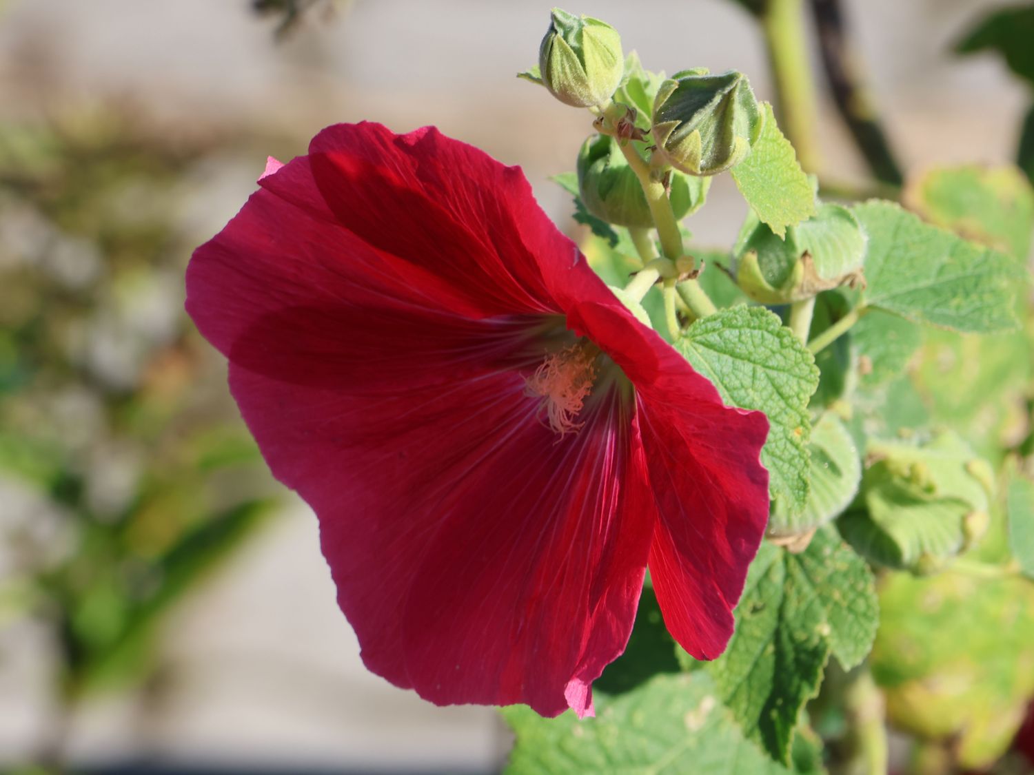 Alcea rosea Spotlight 'Mars Magic' - Hollyhock - Malvaceae (The