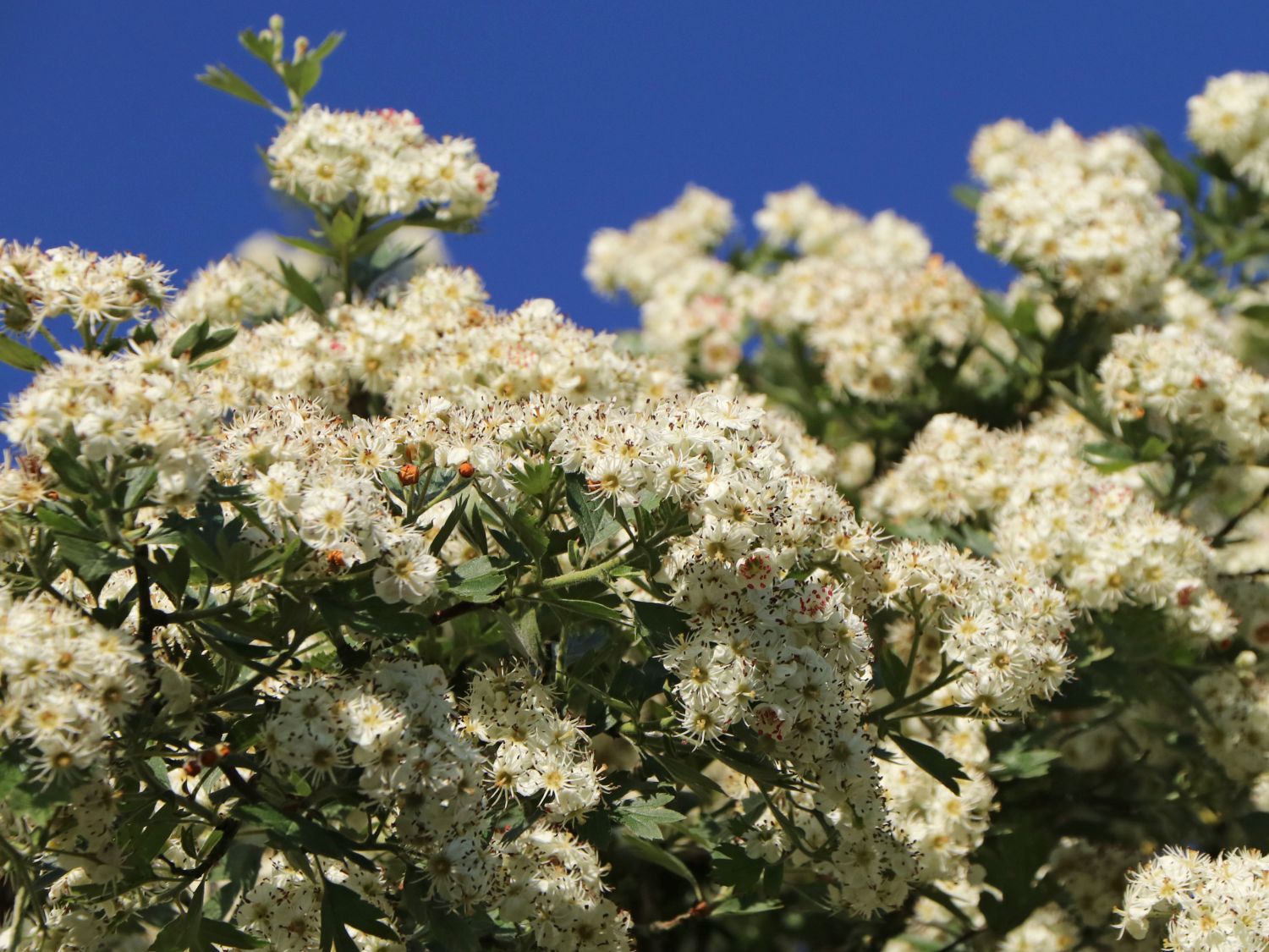 Eingriffeliger Weißdorn Crataegus monogyna Baumschule