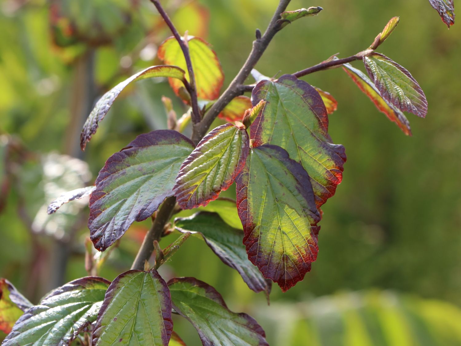 Eisenholzbaum 'Select' - Parrotia persica 'Select'