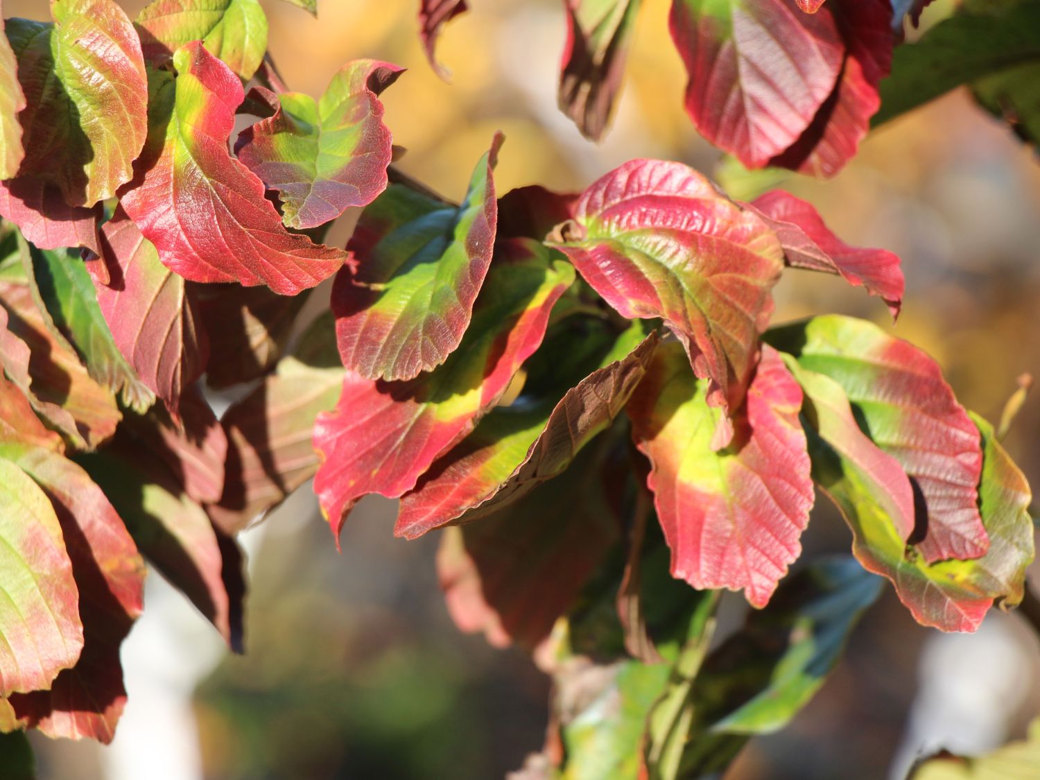 Eisenbaum 'Jodrell Bank' - Parrotia persica 'Jodrell Bank'