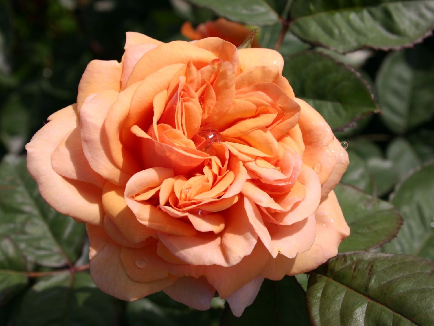 Englische Rose Ausfather Rosa Ausfather Baumschule Horstmann Englische Rose Ausfather Rosa Ausfather Baumschule Horstmann